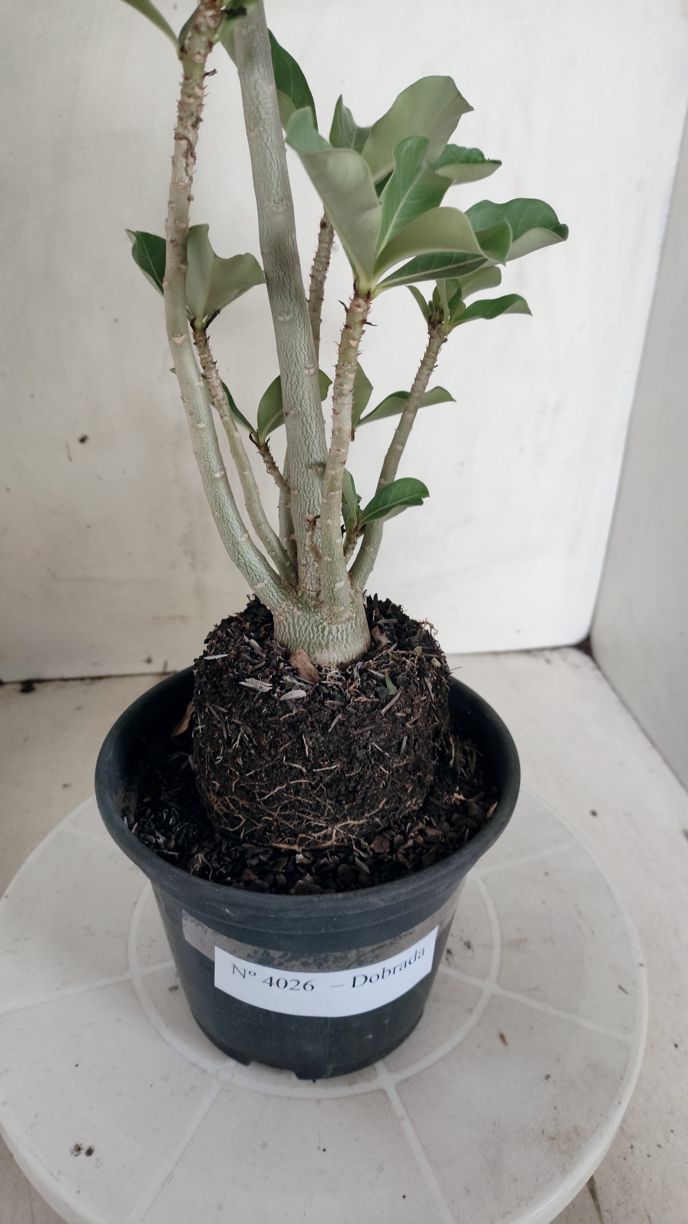 Planta Dobrada 4026 – 35cm – 03 anos - Vaso 15