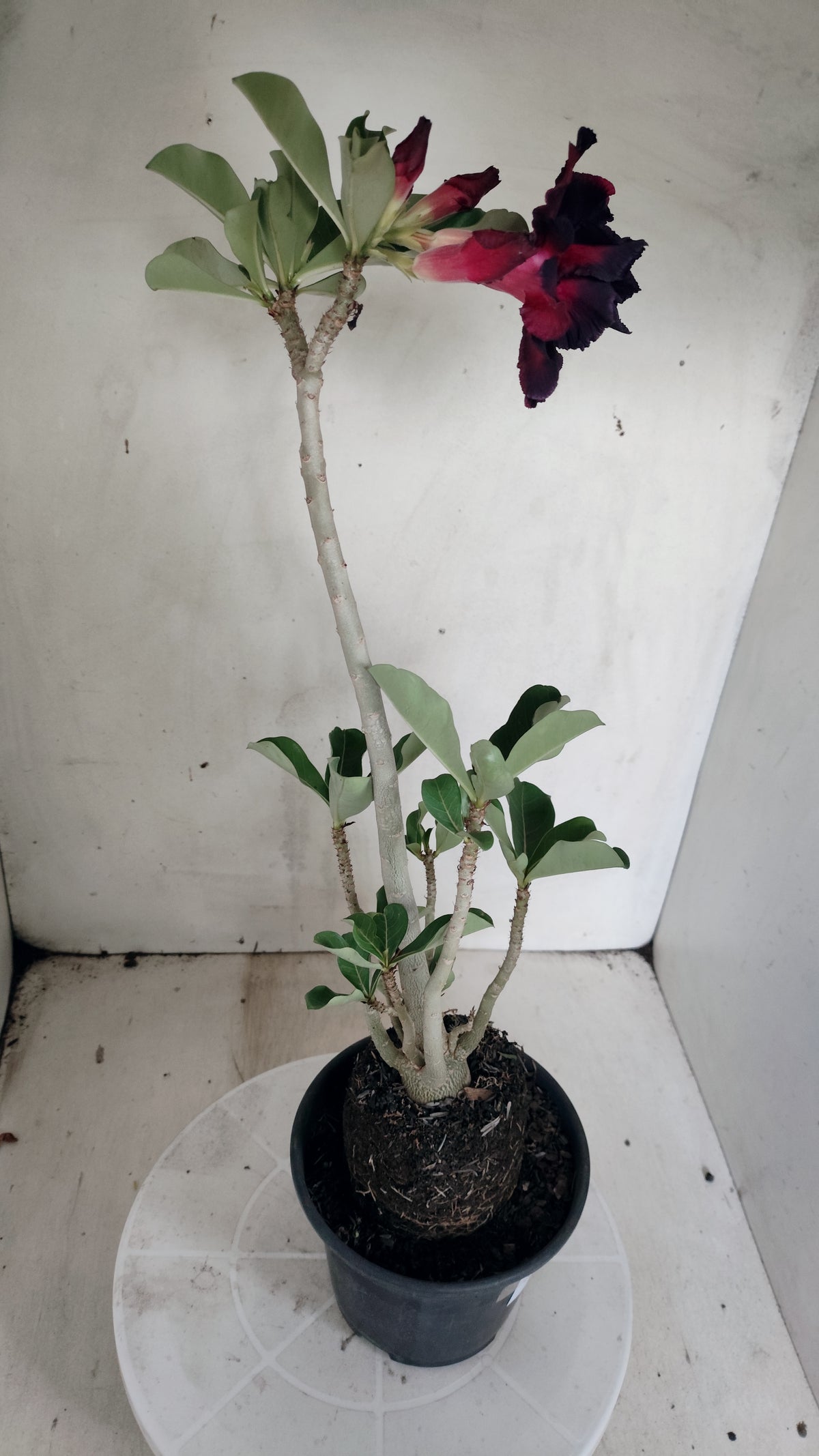Planta Dobrada 4026 – 35cm – 03 anos - Vaso 15