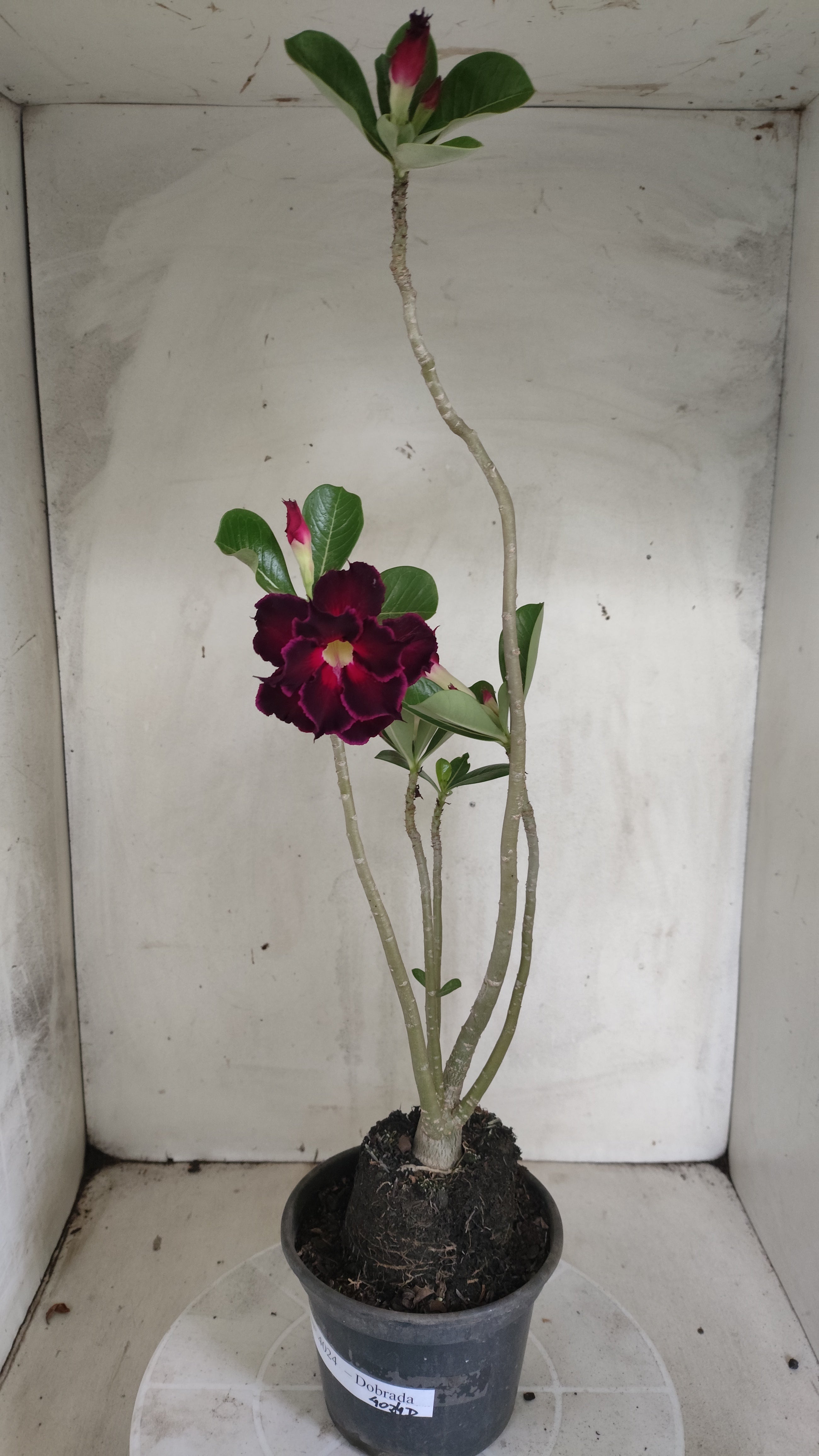 Planta Dobrada 4024 – 35cm – 02 anos - Vaso 15