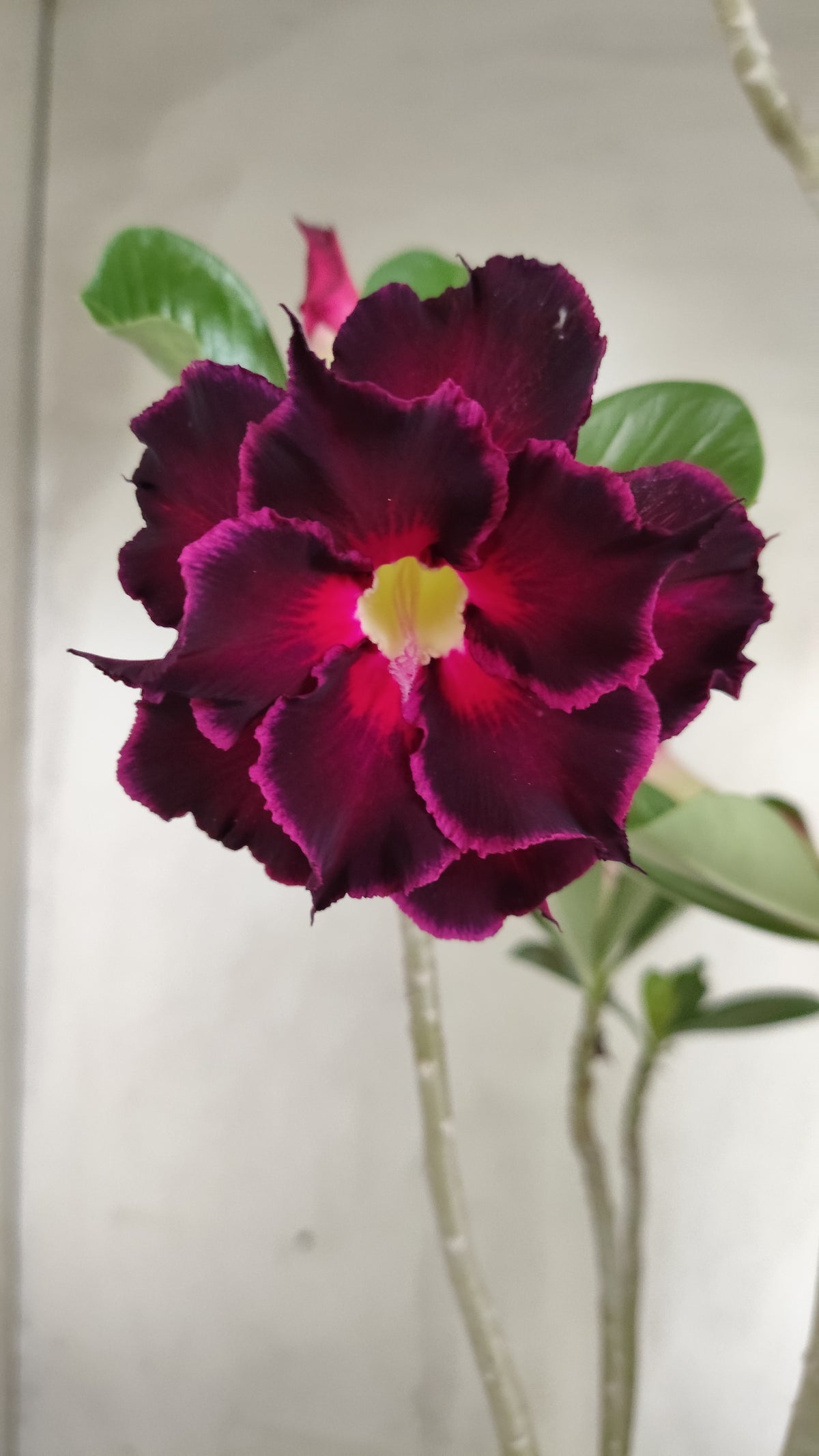 Planta Dobrada 4024 – 35cm – 02 anos - Vaso 15