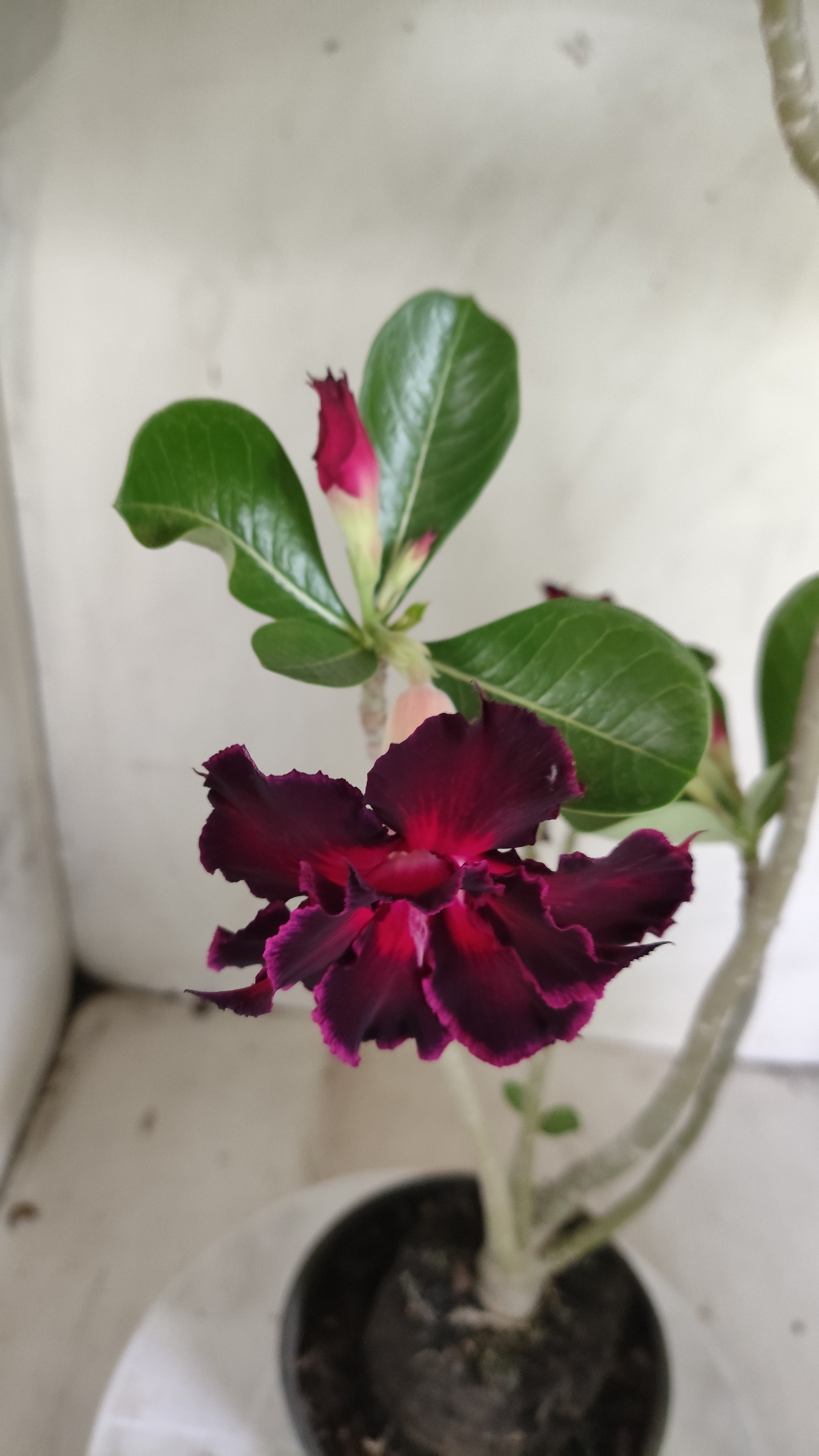 Planta Dobrada 4024 – 35cm – 02 anos - Vaso 15