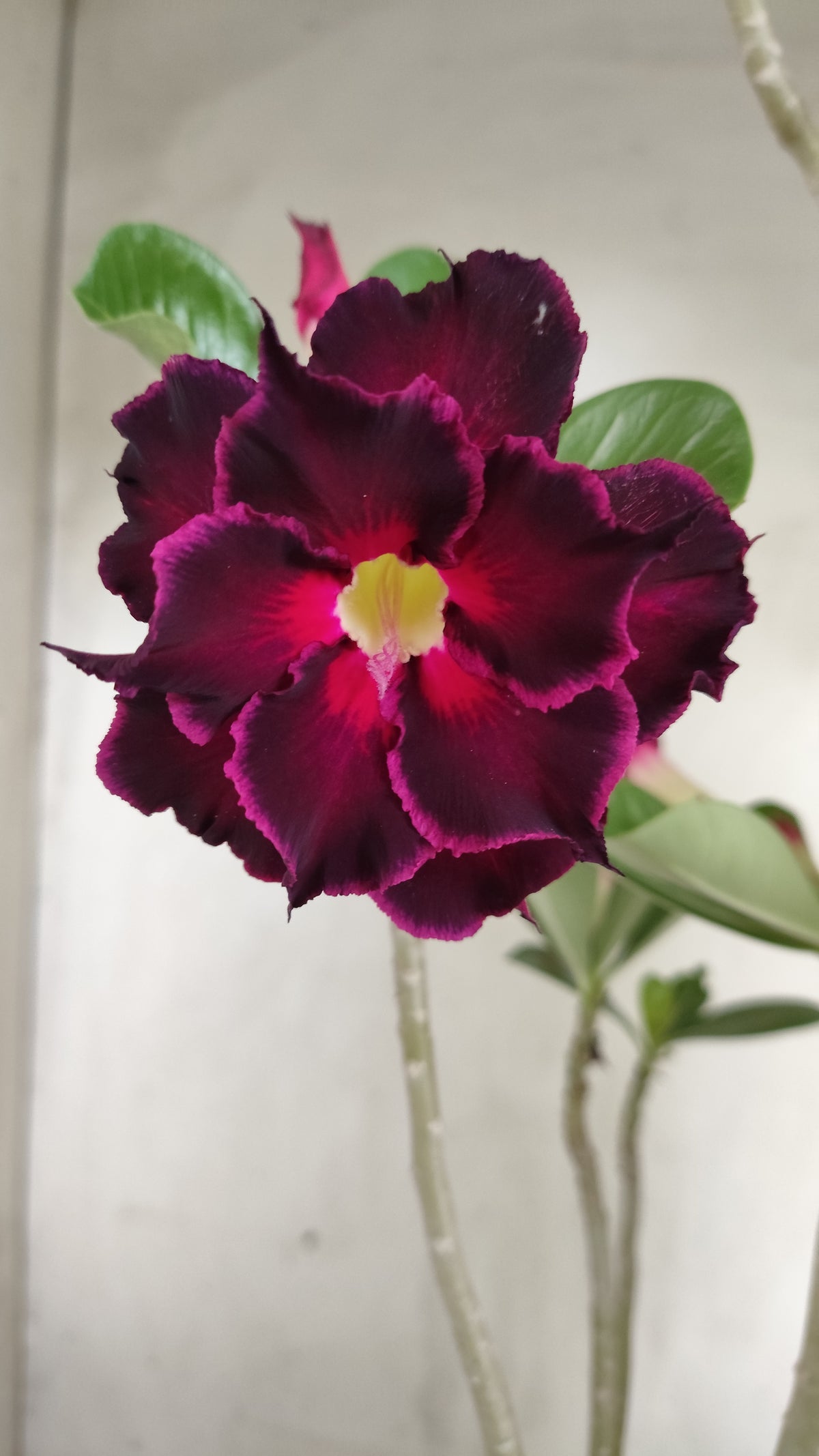 Planta Dobrada 4024 – 35cm – 02 anos - Vaso 15