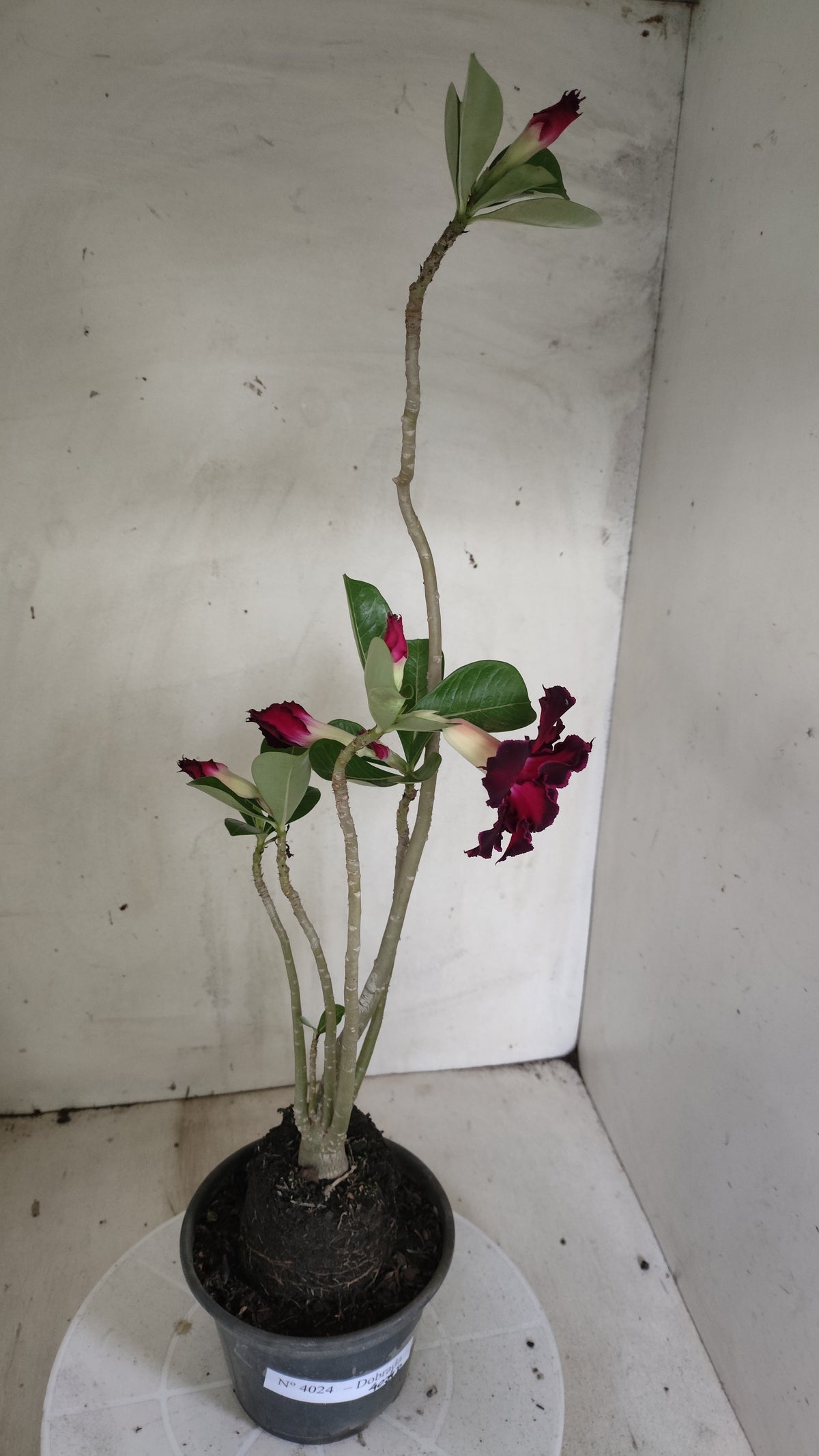 Planta Dobrada 4024 – 35cm – 02 anos - Vaso 15