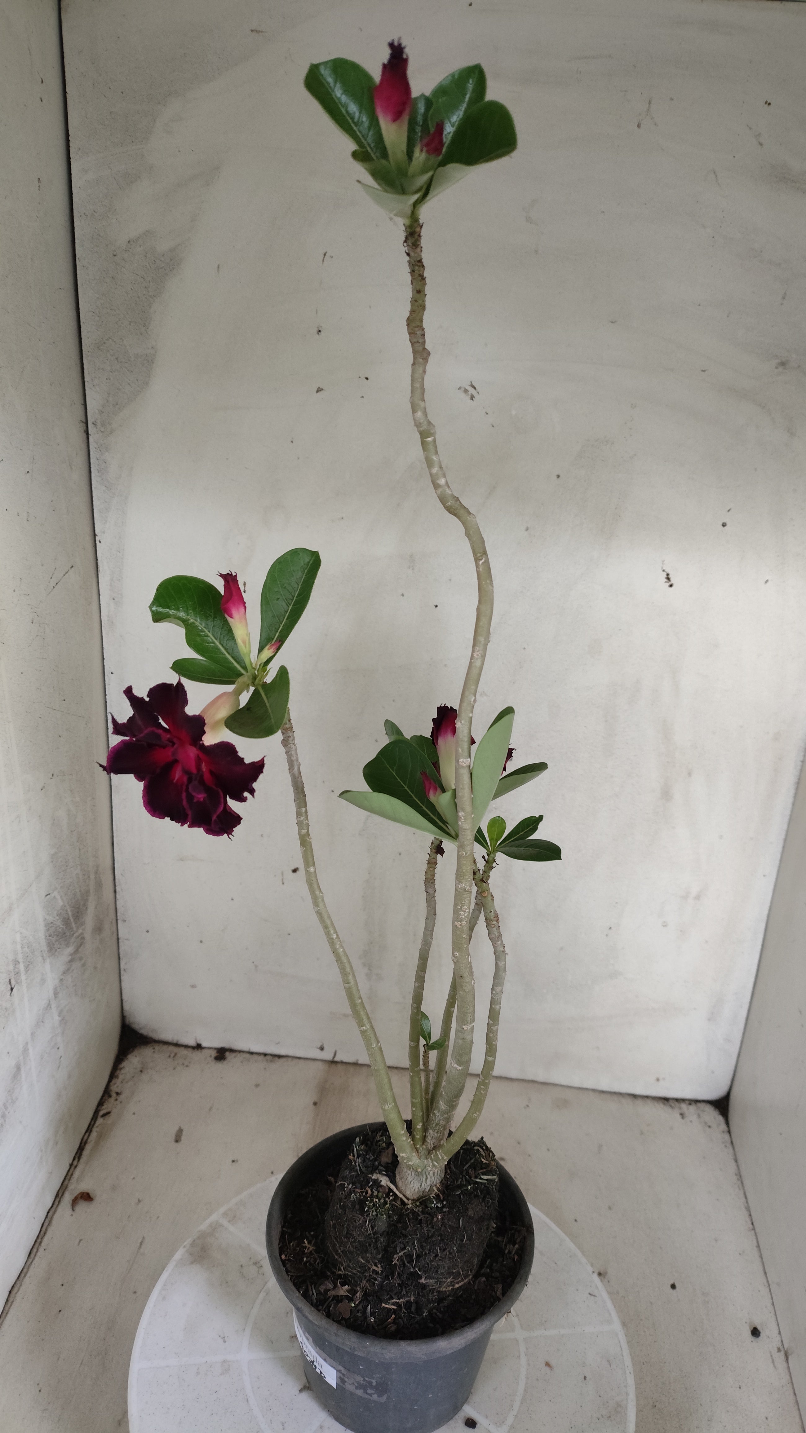 Planta Dobrada 4024 – 35cm – 02 anos - Vaso 15