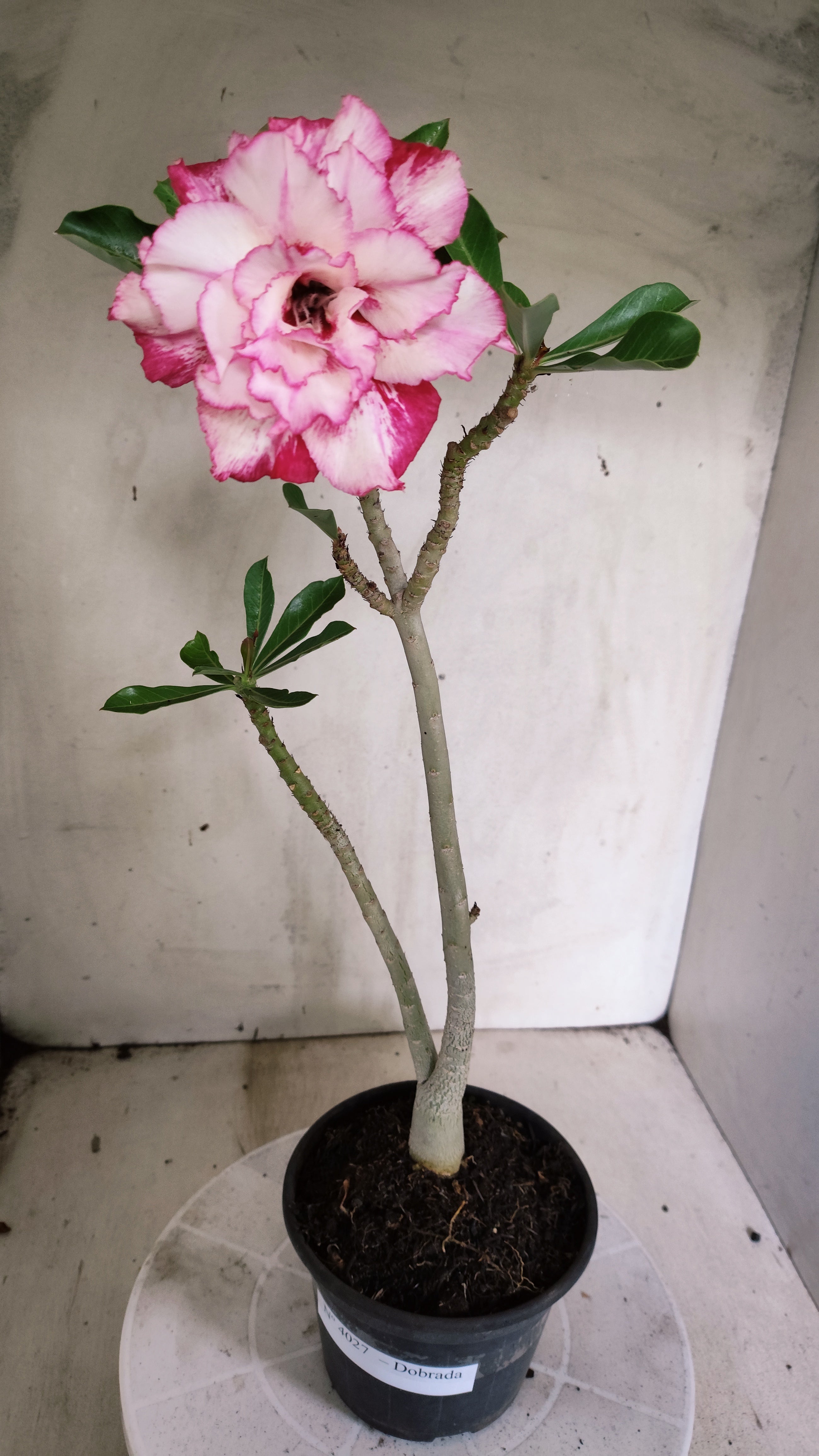 Planta Dobrada 4027 – 30cm – 02 anos - Vaso 15