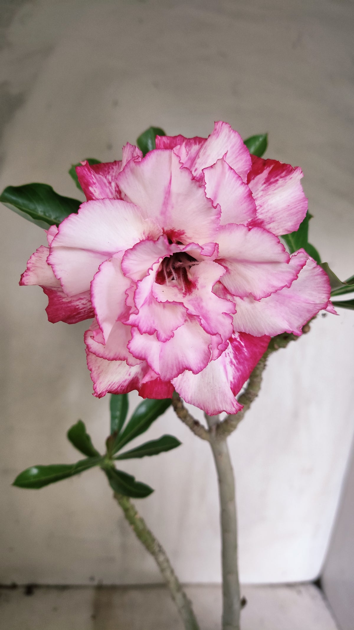 Planta Dobrada 4027 – 30cm – 02 anos - Vaso 15