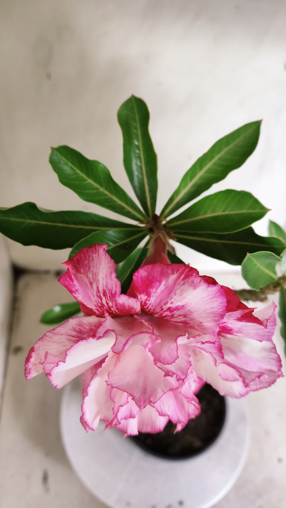 Planta Dobrada 4027 – 30cm – 02 anos - Vaso 15