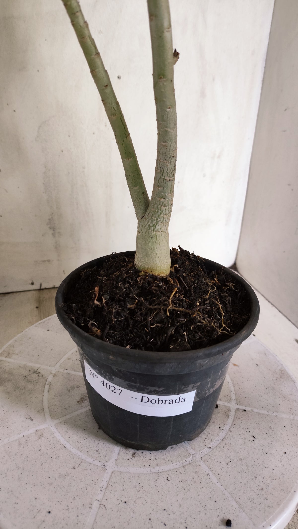Planta Dobrada 4027 – 30cm – 02 anos - Vaso 15