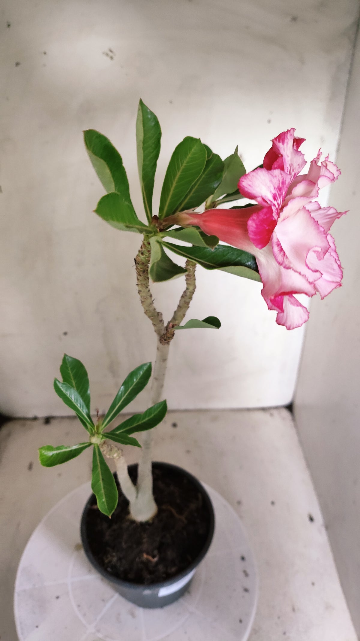 Planta Dobrada 4027 – 30cm – 02 anos - Vaso 15