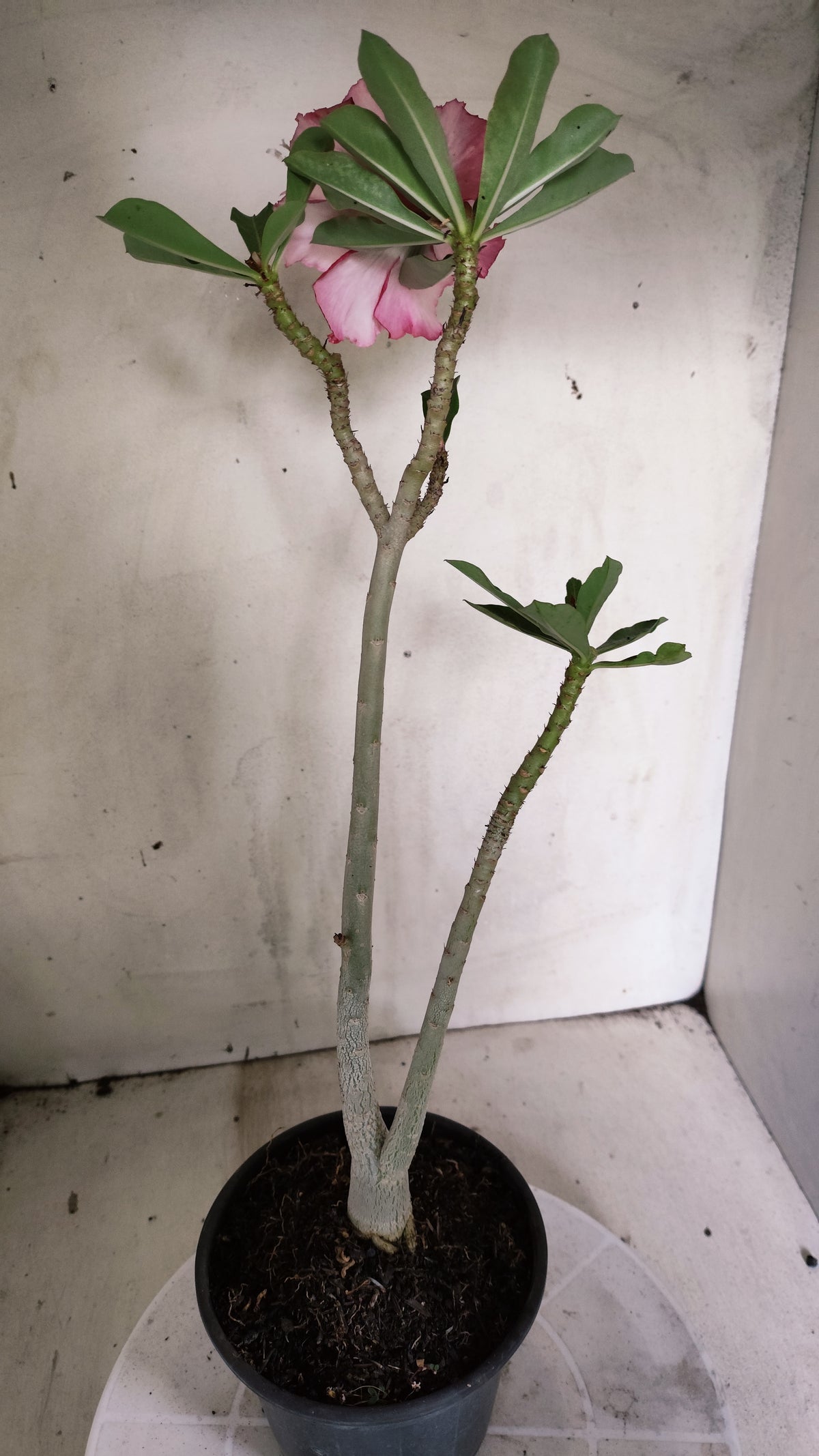 Planta Dobrada 4027 – 30cm – 02 anos - Vaso 15