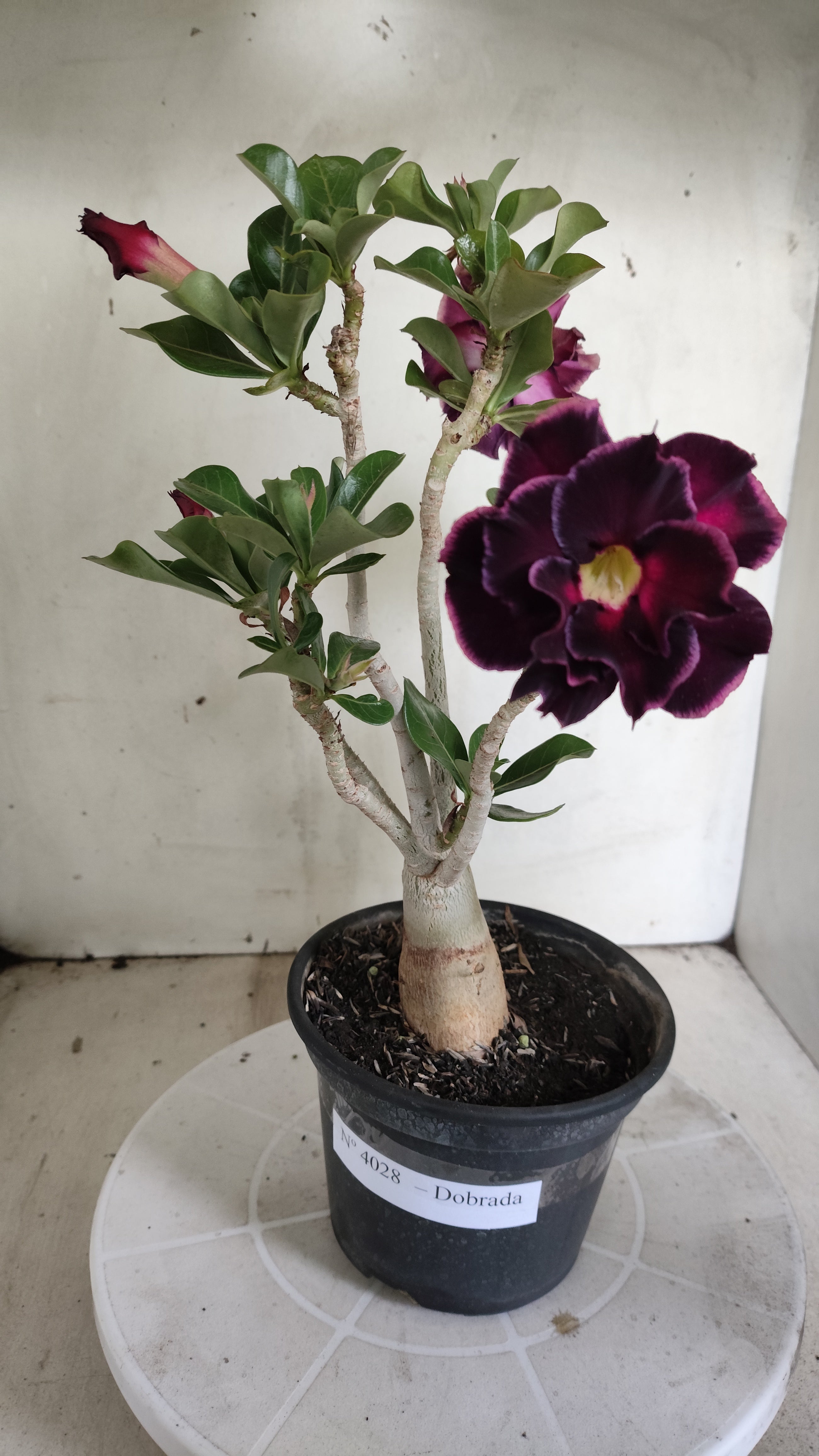 Planta Dobrada 4028 – 30cm – 02 anos - Vaso 15
