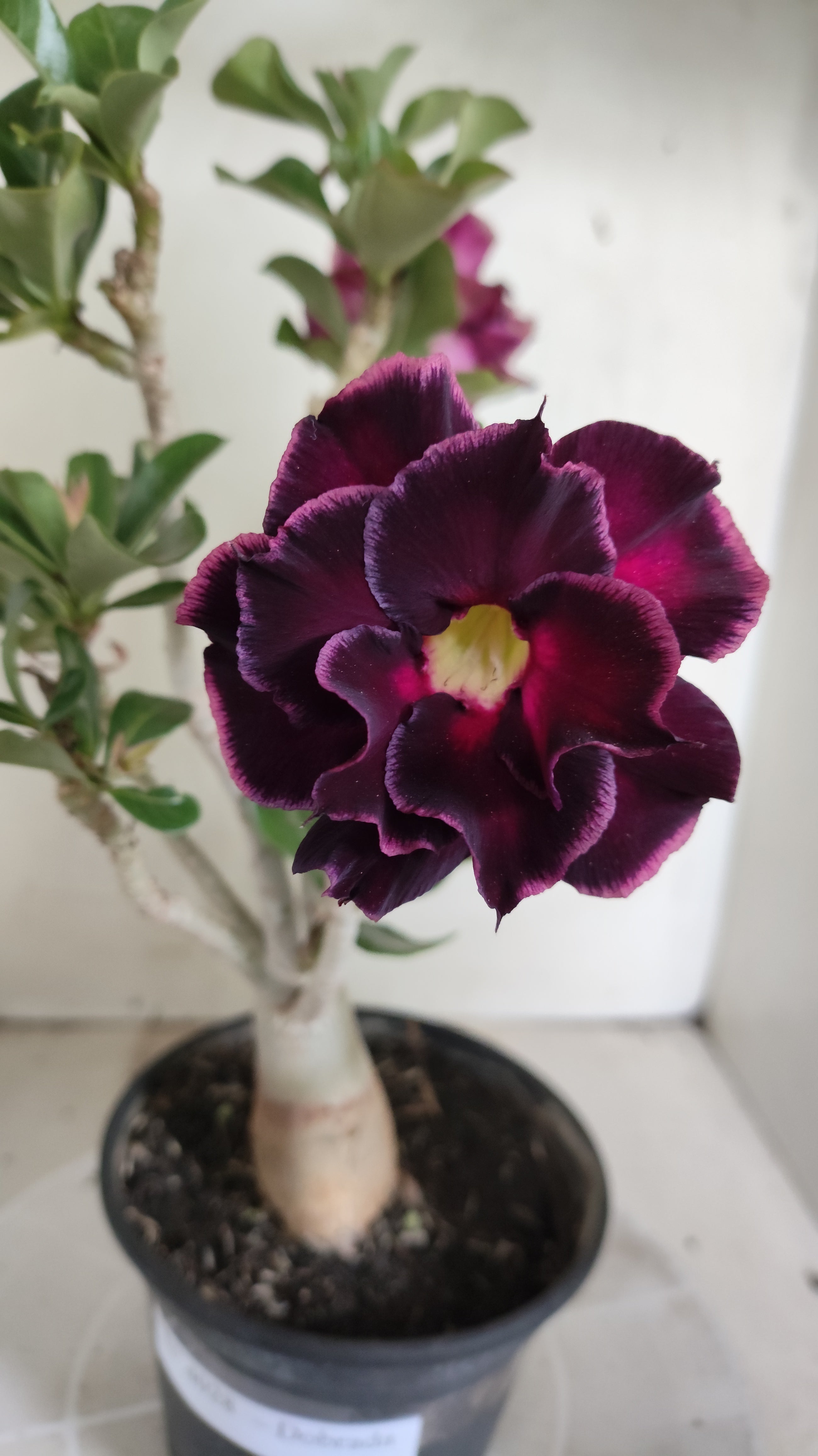 Planta Dobrada 4028 – 30cm – 02 anos - Vaso 15