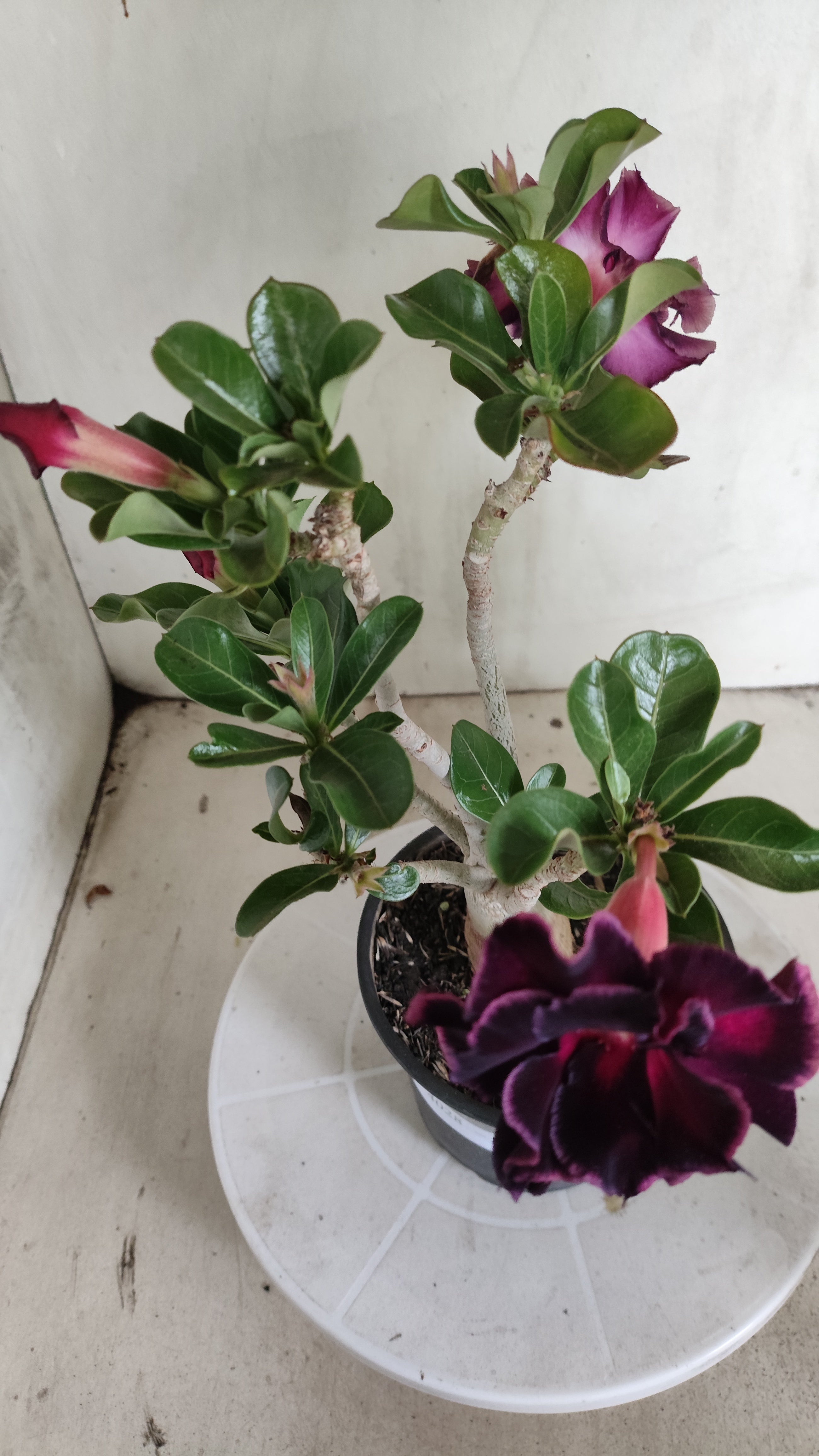 Planta Dobrada 4028 – 30cm – 02 anos - Vaso 15