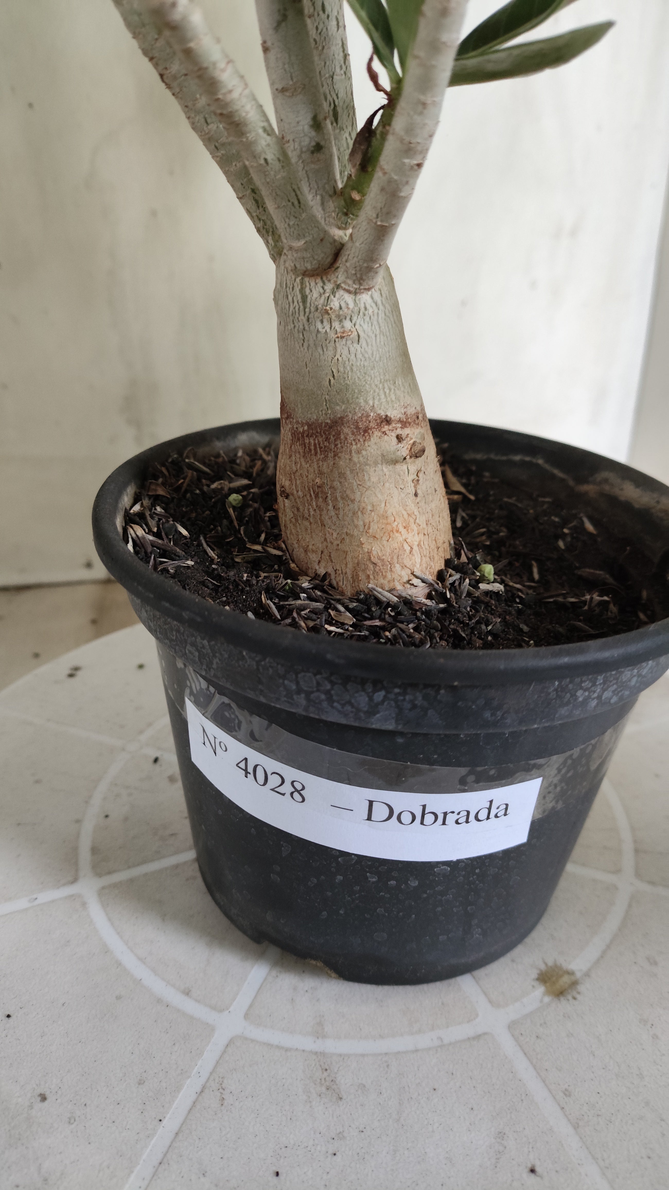 Planta Dobrada 4028 – 30cm – 02 anos - Vaso 15