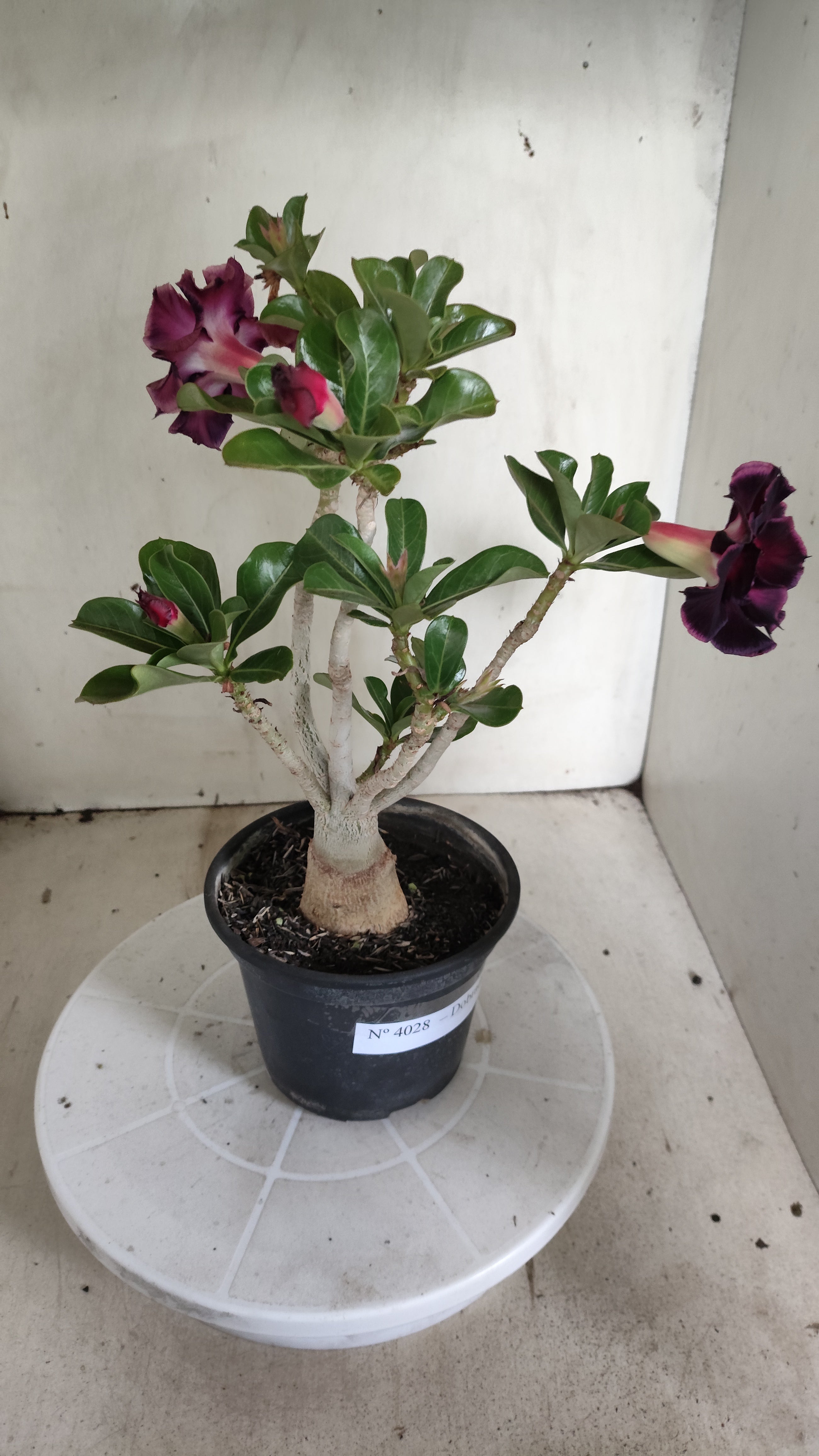 Planta Dobrada 4028 – 30cm – 02 anos - Vaso 15