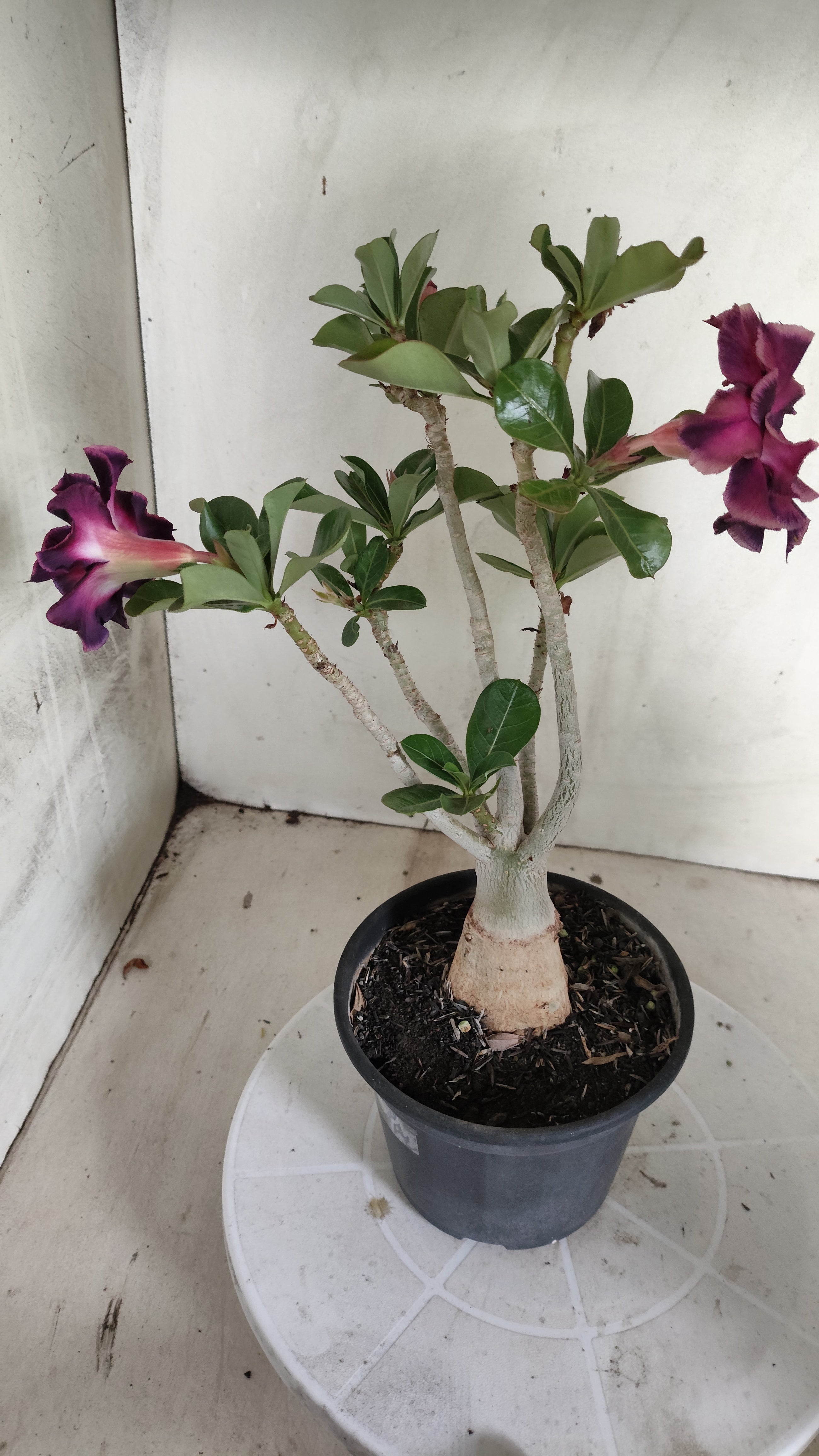 Planta Dobrada 4028 – 30cm – 02 anos - Vaso 15