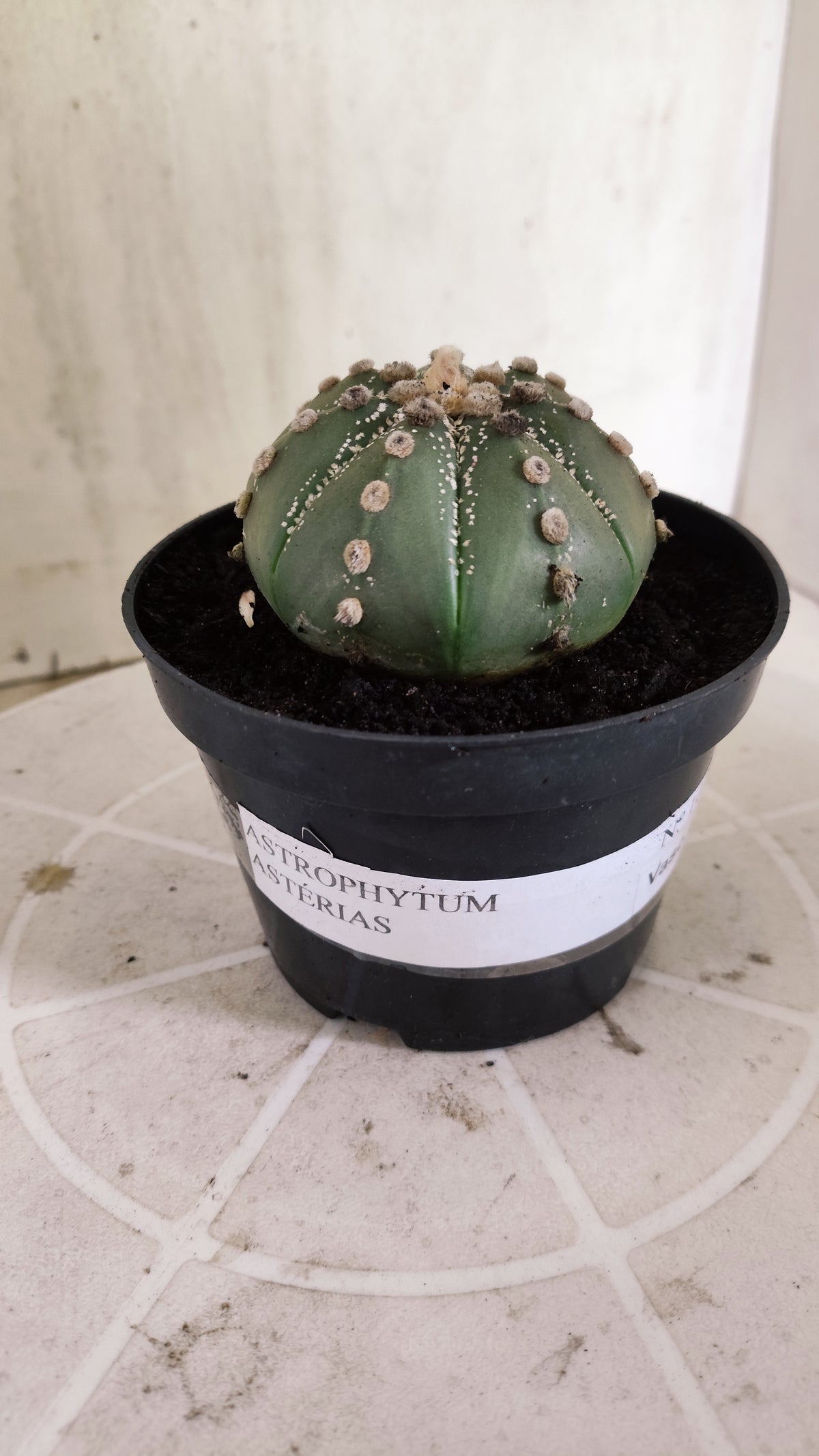 ASTROPHYTUM ASTÉRIAS  Nº 1071 – vaso 11
