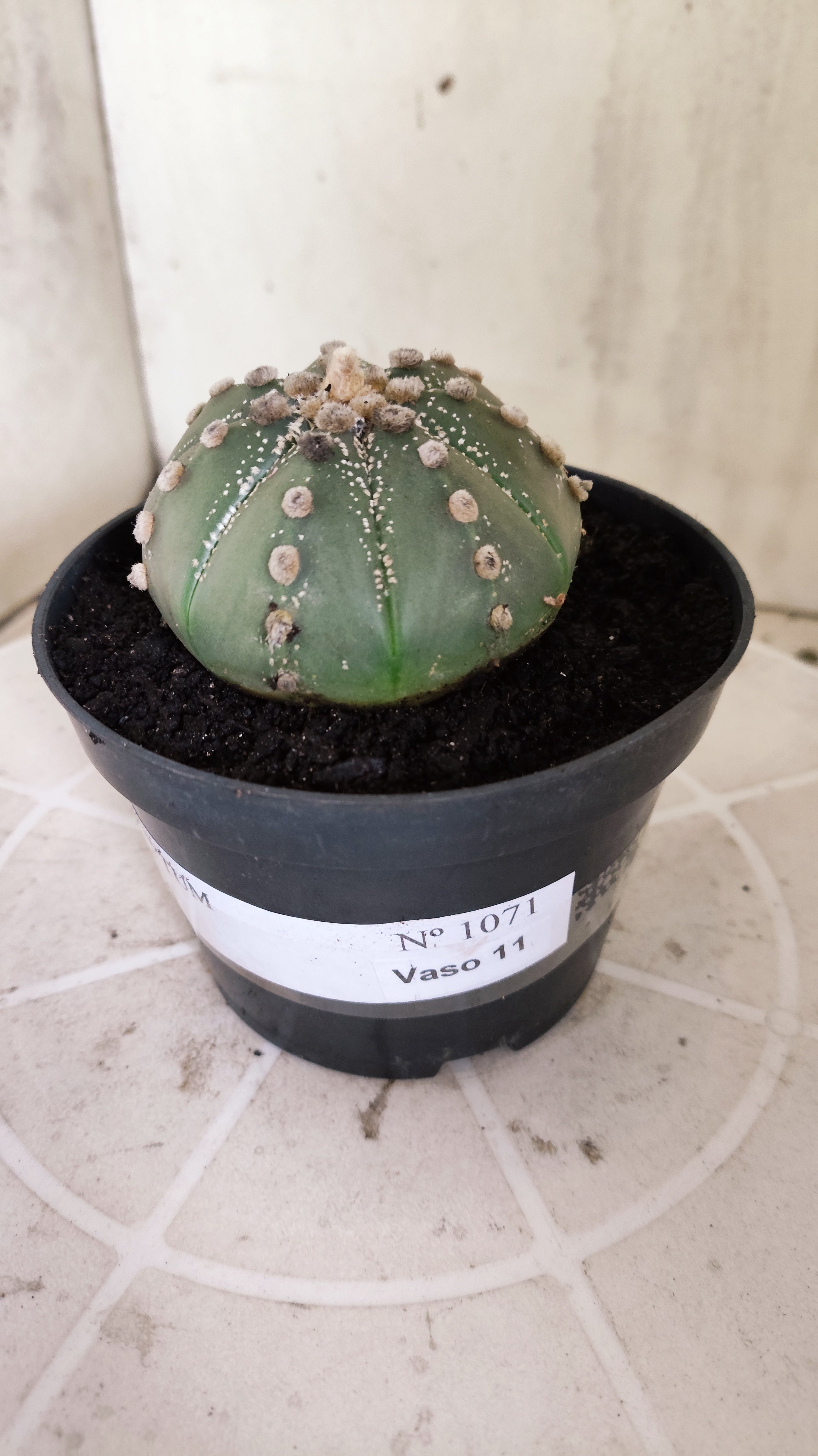 ASTROPHYTUM ASTÉRIAS  Nº 1071 – vaso 11