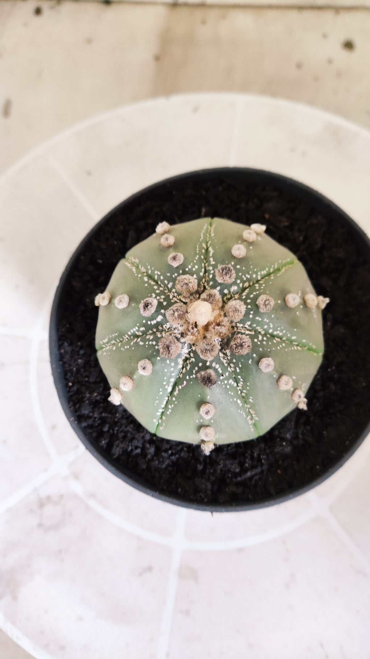 ASTROPHYTUM ASTÉRIAS  Nº 1071 – vaso 11