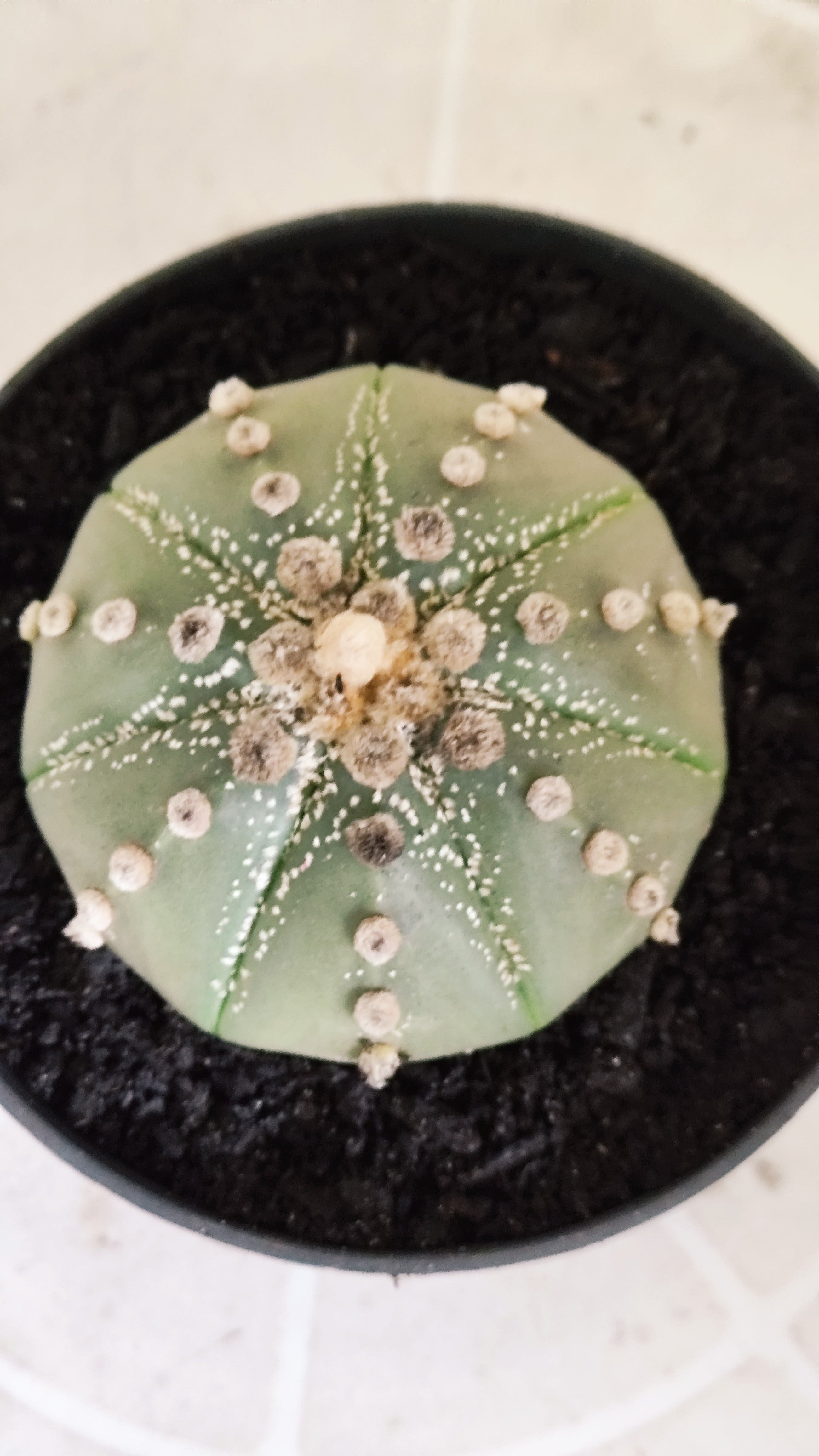 ASTROPHYTUM ASTÉRIAS  Nº 1071 – vaso 11
