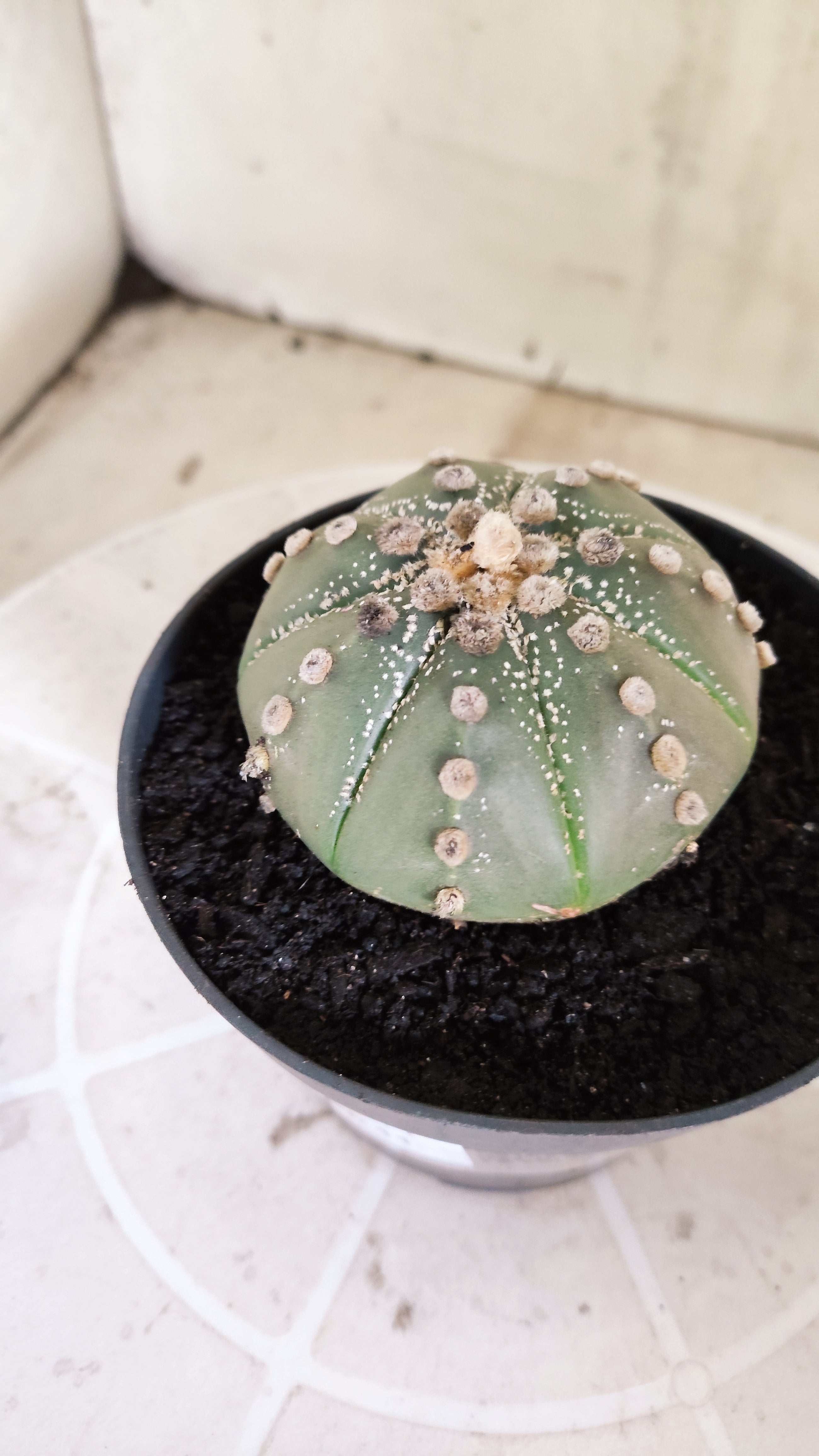 ASTROPHYTUM ASTÉRIAS  Nº 1071 – vaso 11