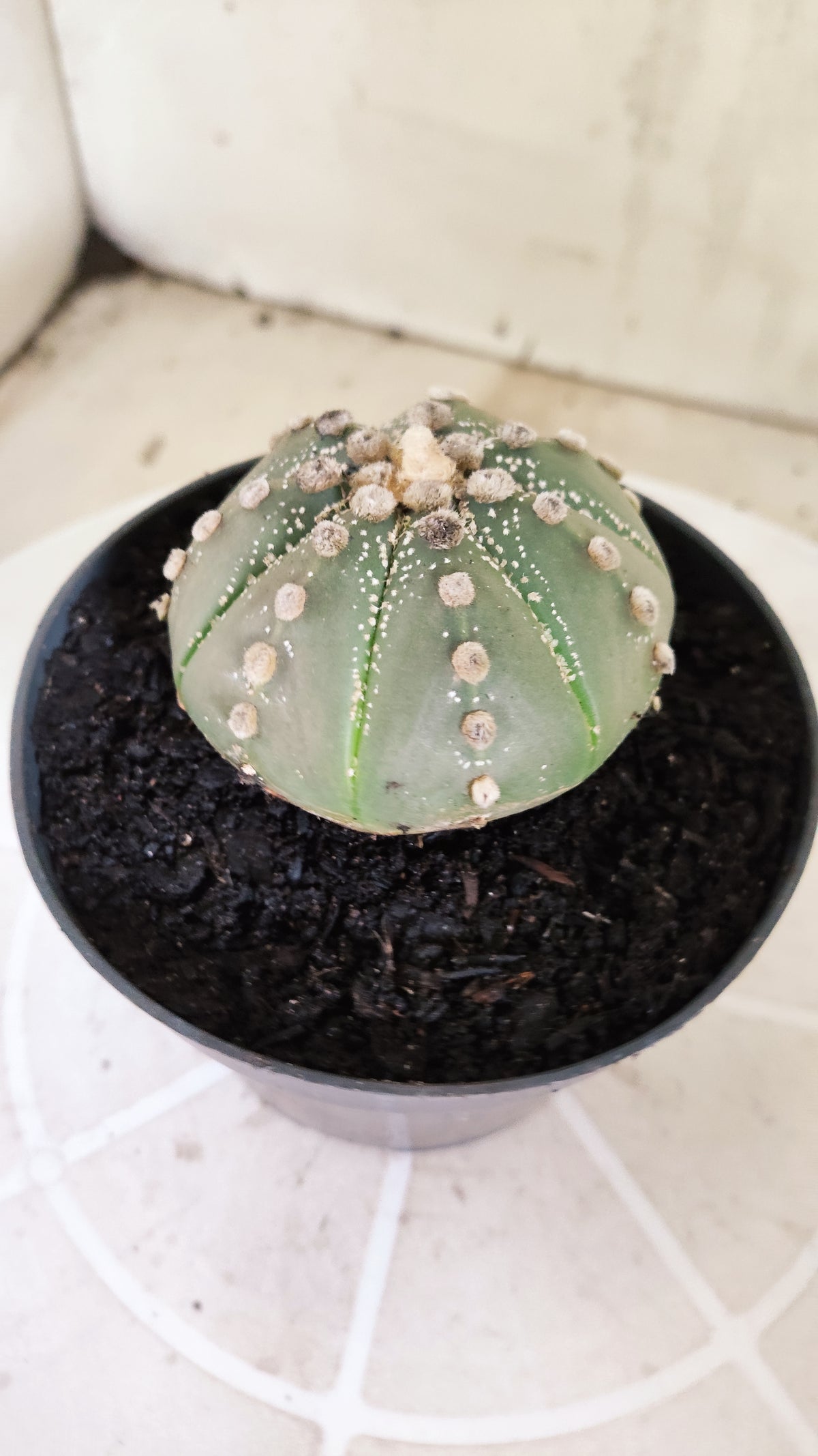 ASTROPHYTUM ASTÉRIAS  Nº 1071 – vaso 11