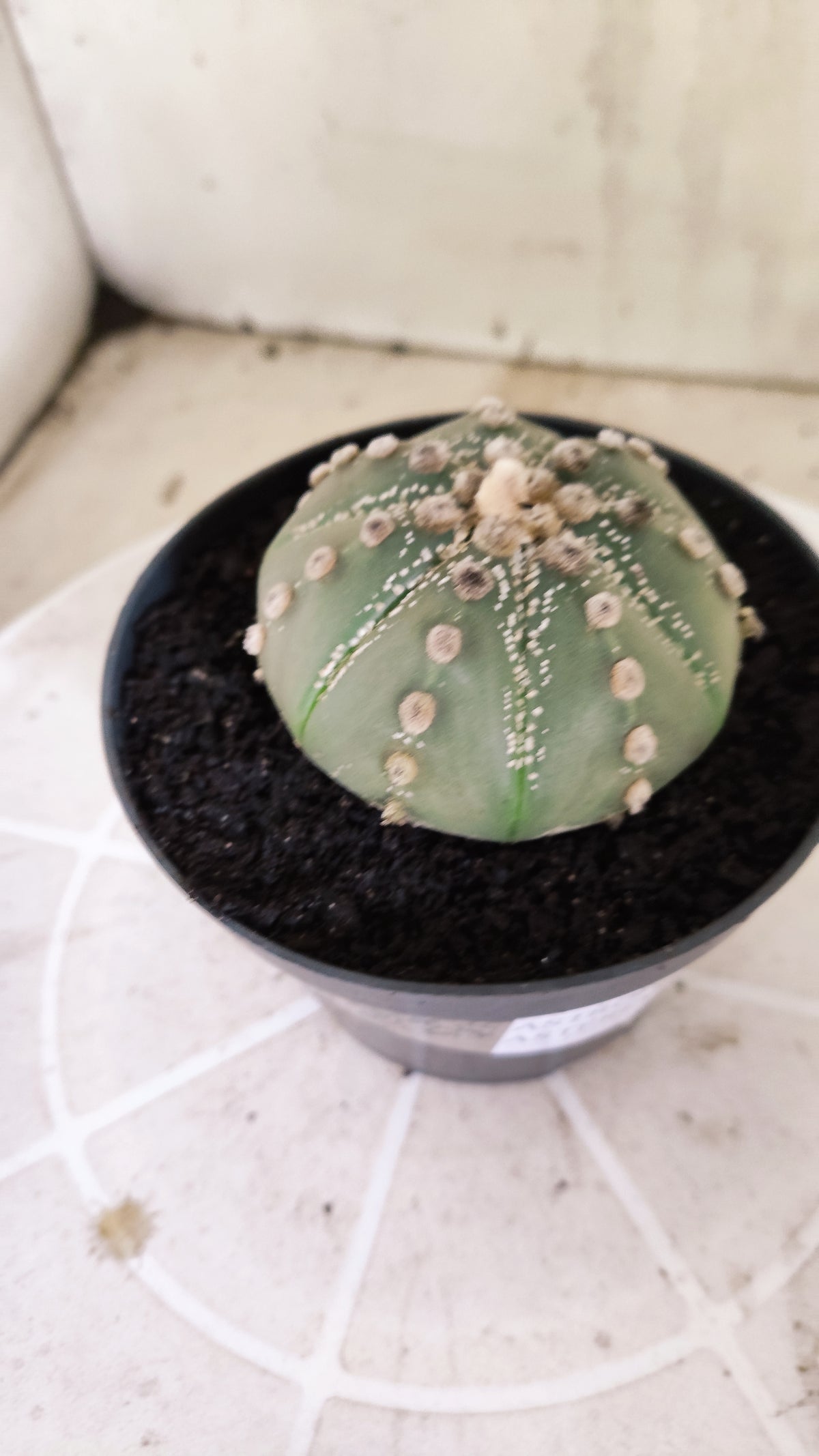 ASTROPHYTUM ASTÉRIAS  Nº 1071 – vaso 11