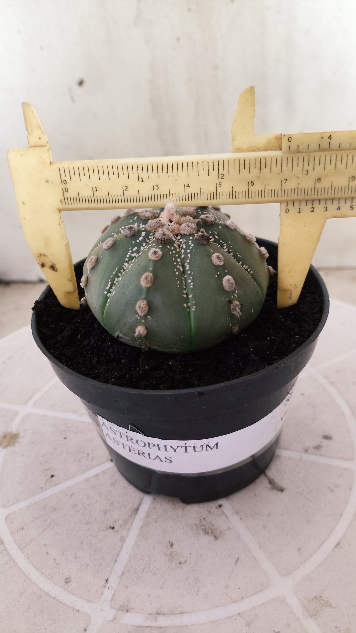 ASTROPHYTUM ASTÉRIAS  Nº 1071 – vaso 11