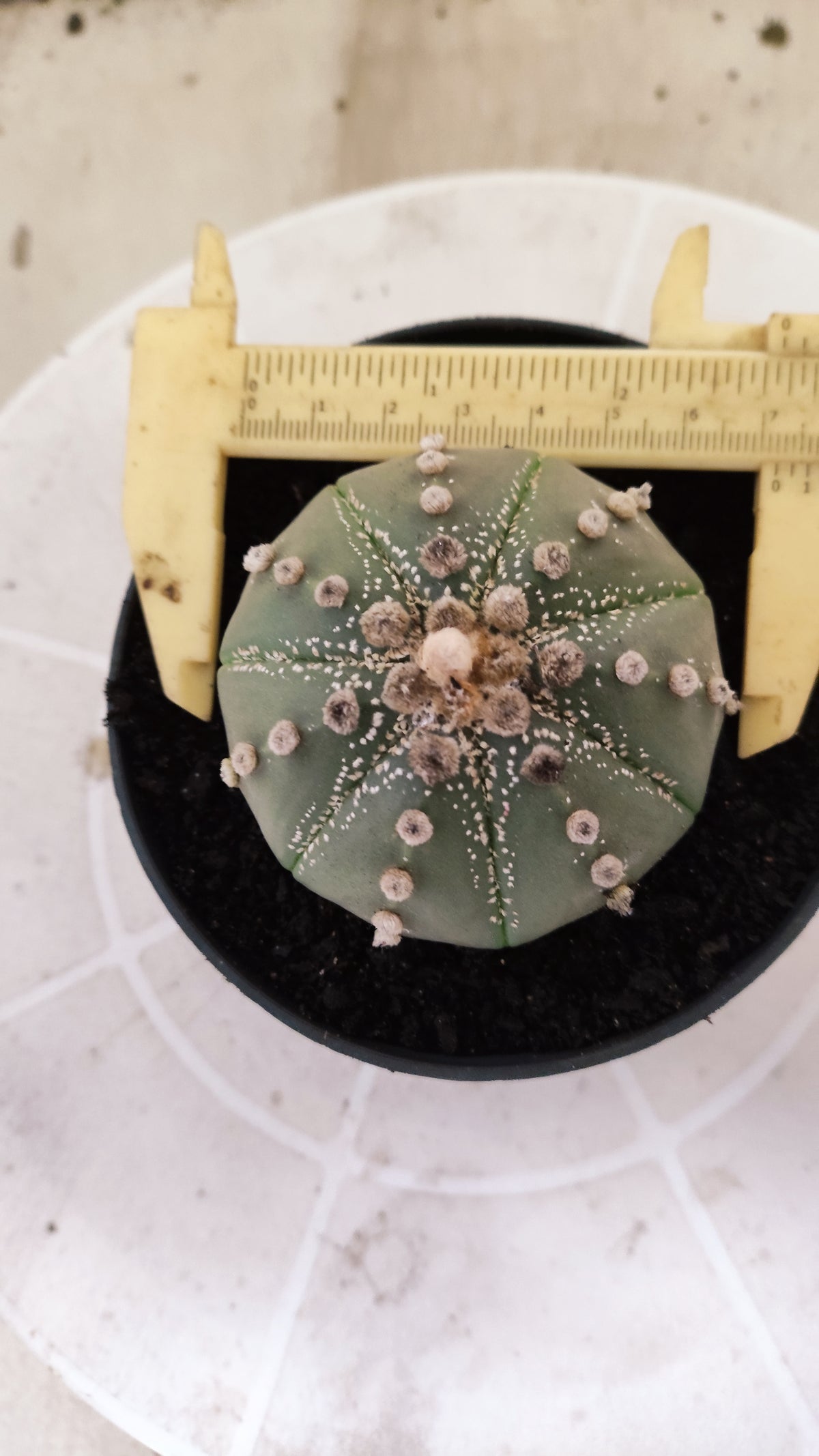 ASTROPHYTUM ASTÉRIAS  Nº 1071 – vaso 11