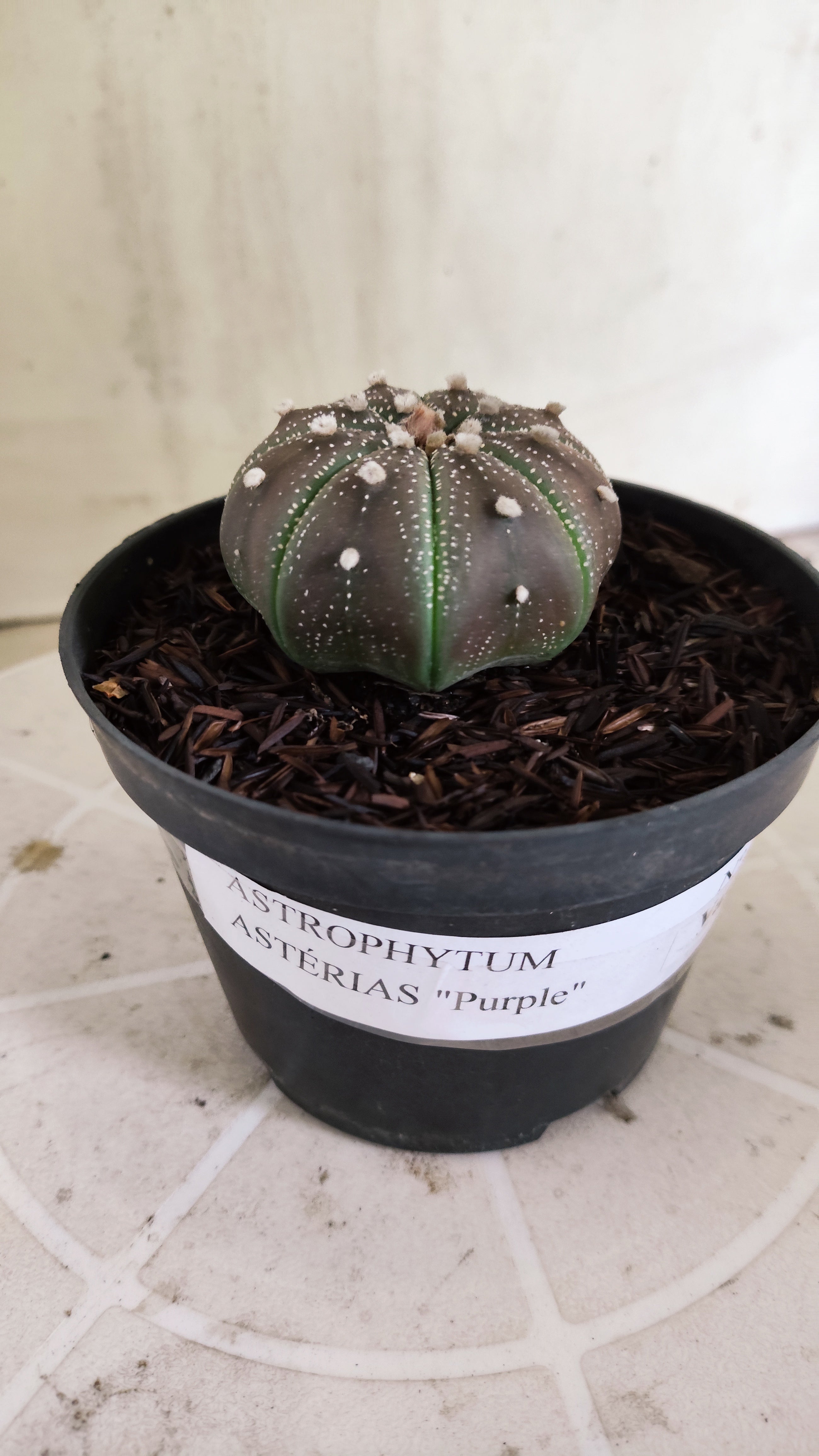 MATRIZ ASTROPHYTUM ASTÉRIAS "Purple - Star Shape" Nº 1160 – vaso 11