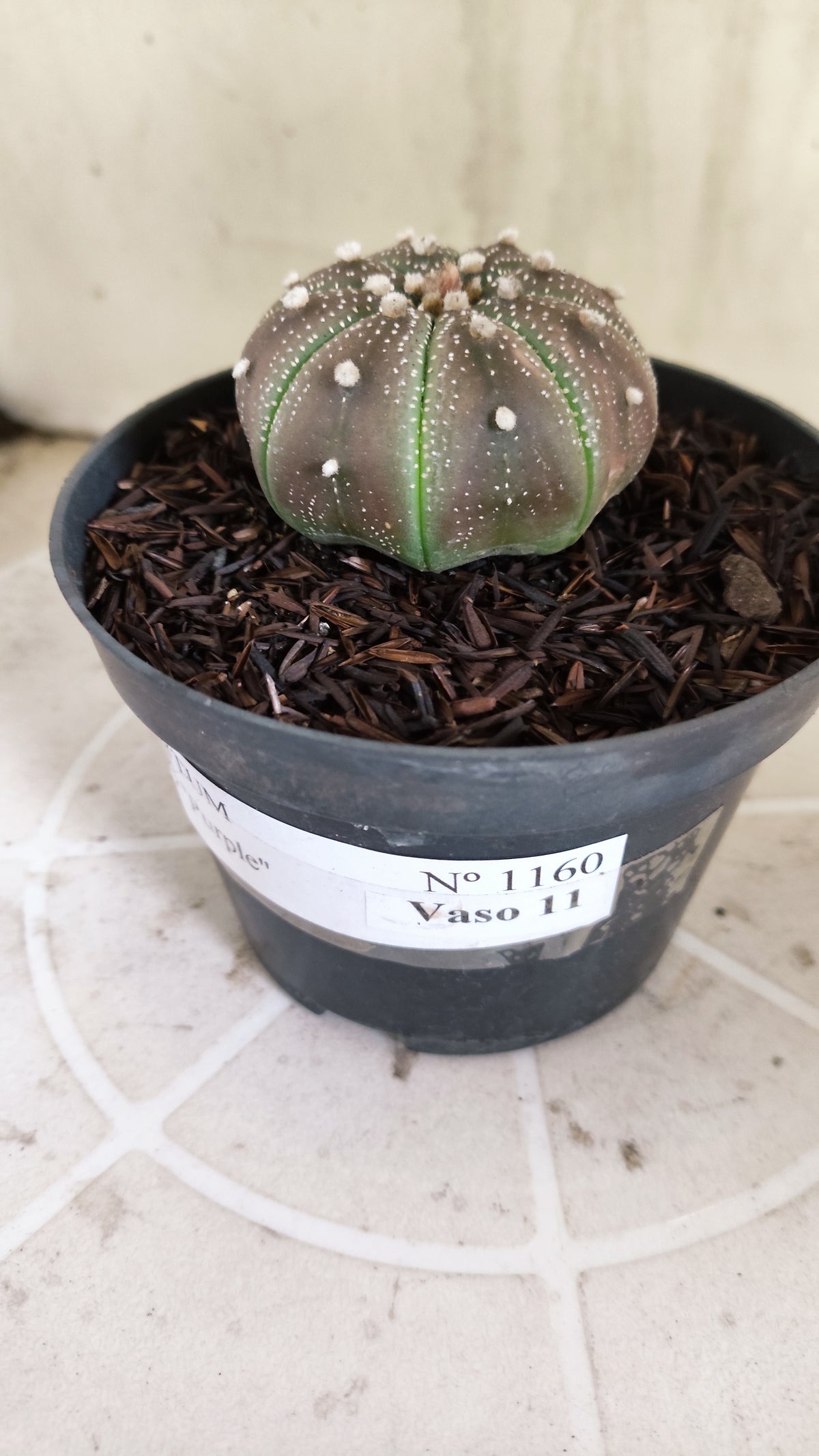 MATRIZ ASTROPHYTUM ASTÉRIAS "Purple - Star Shape" Nº 1160 – vaso 11