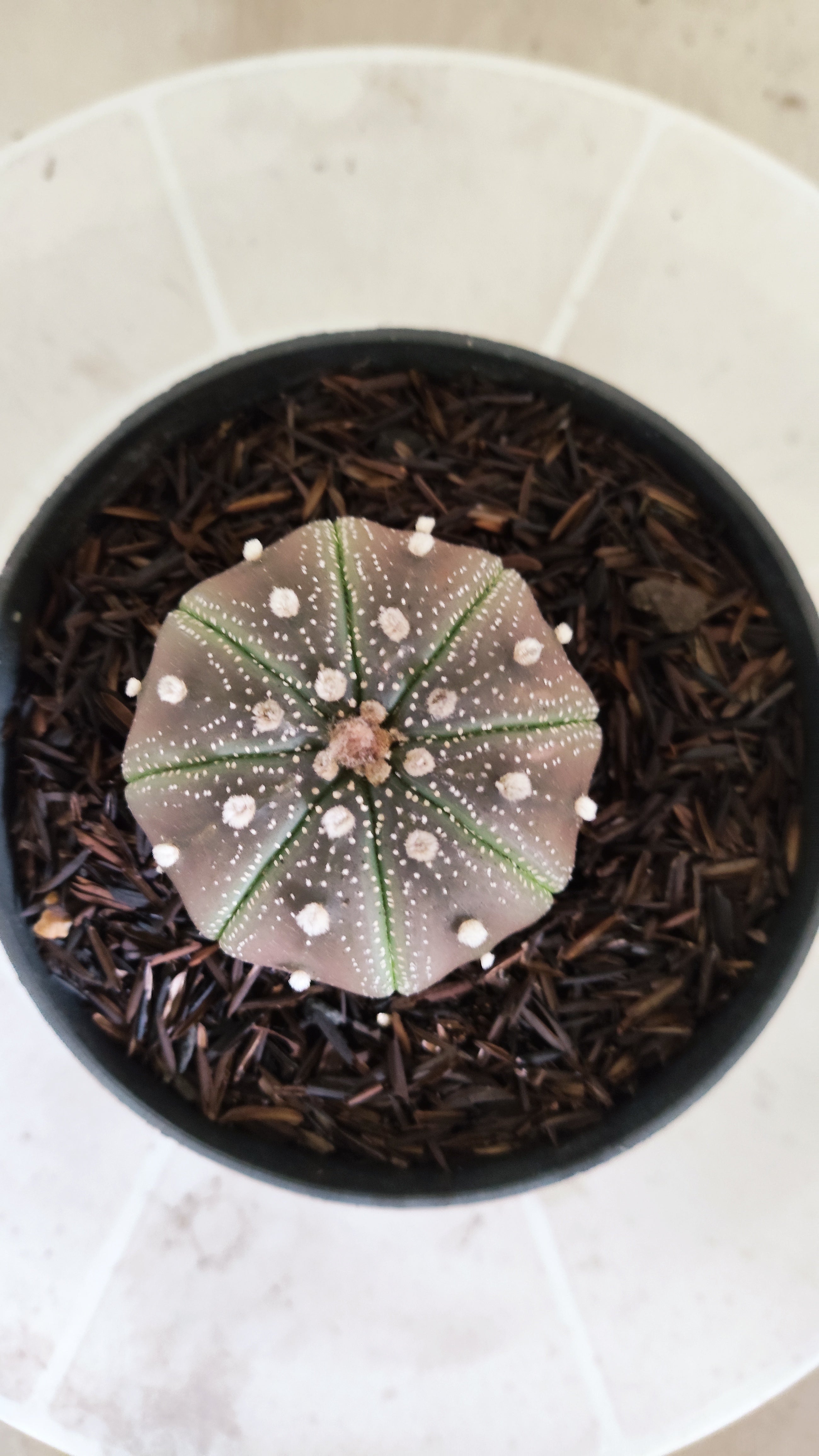 MATRIZ ASTROPHYTUM ASTÉRIAS "Purple - Star Shape" Nº 1160 – vaso 11