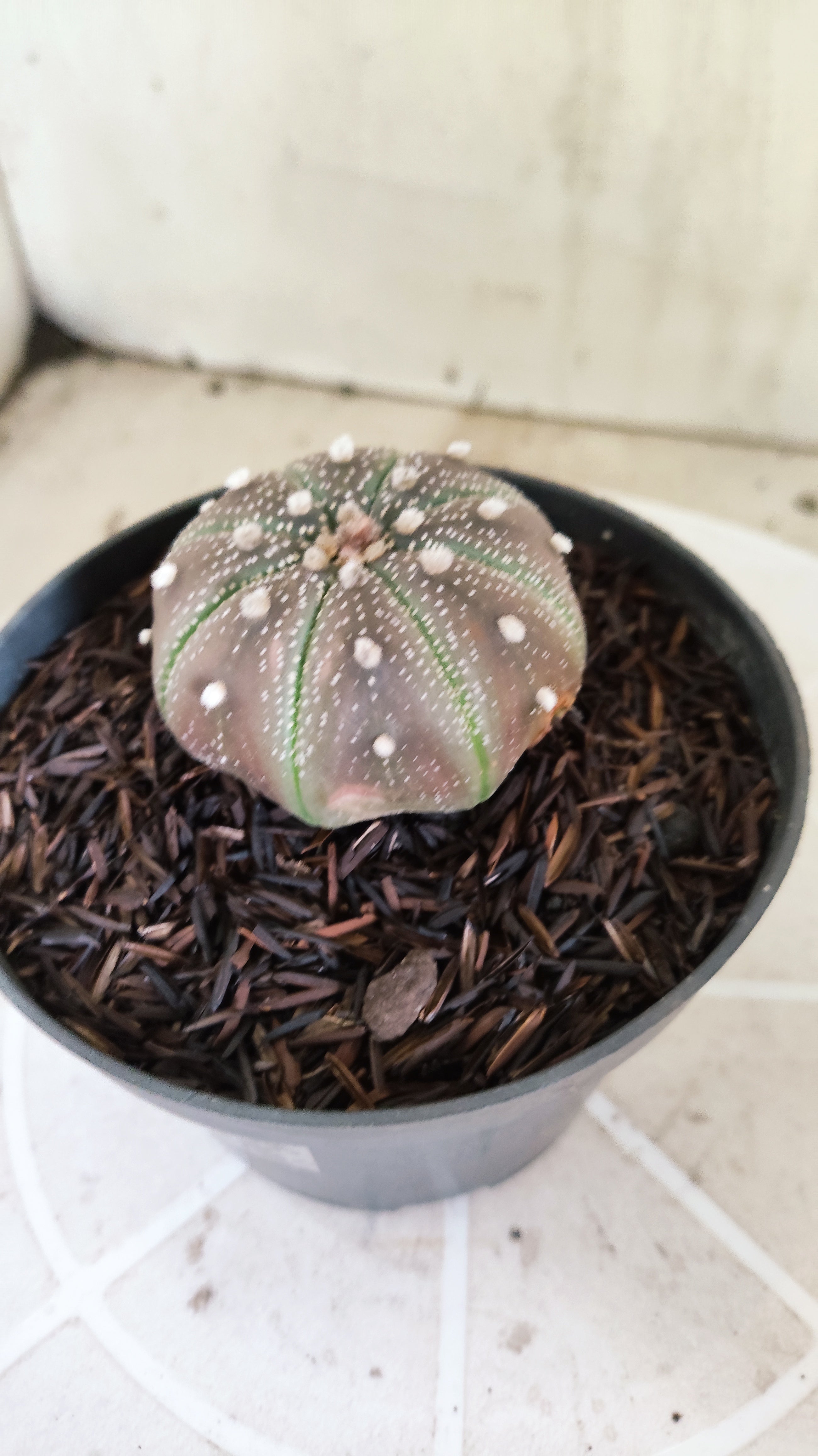 MATRIZ ASTROPHYTUM ASTÉRIAS "Purple - Star Shape" Nº 1160 – vaso 11