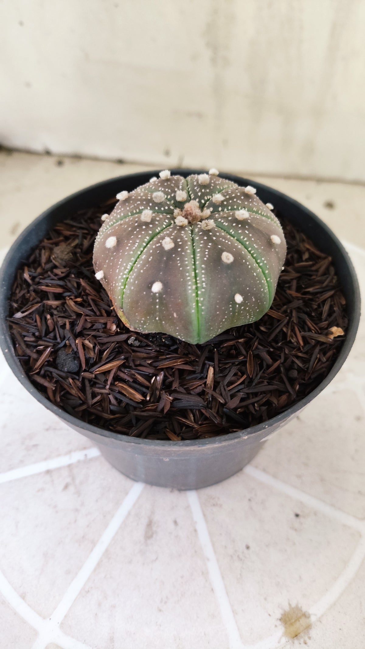 MATRIZ ASTROPHYTUM ASTÉRIAS "Purple - Star Shape" Nº 1160 – vaso 11