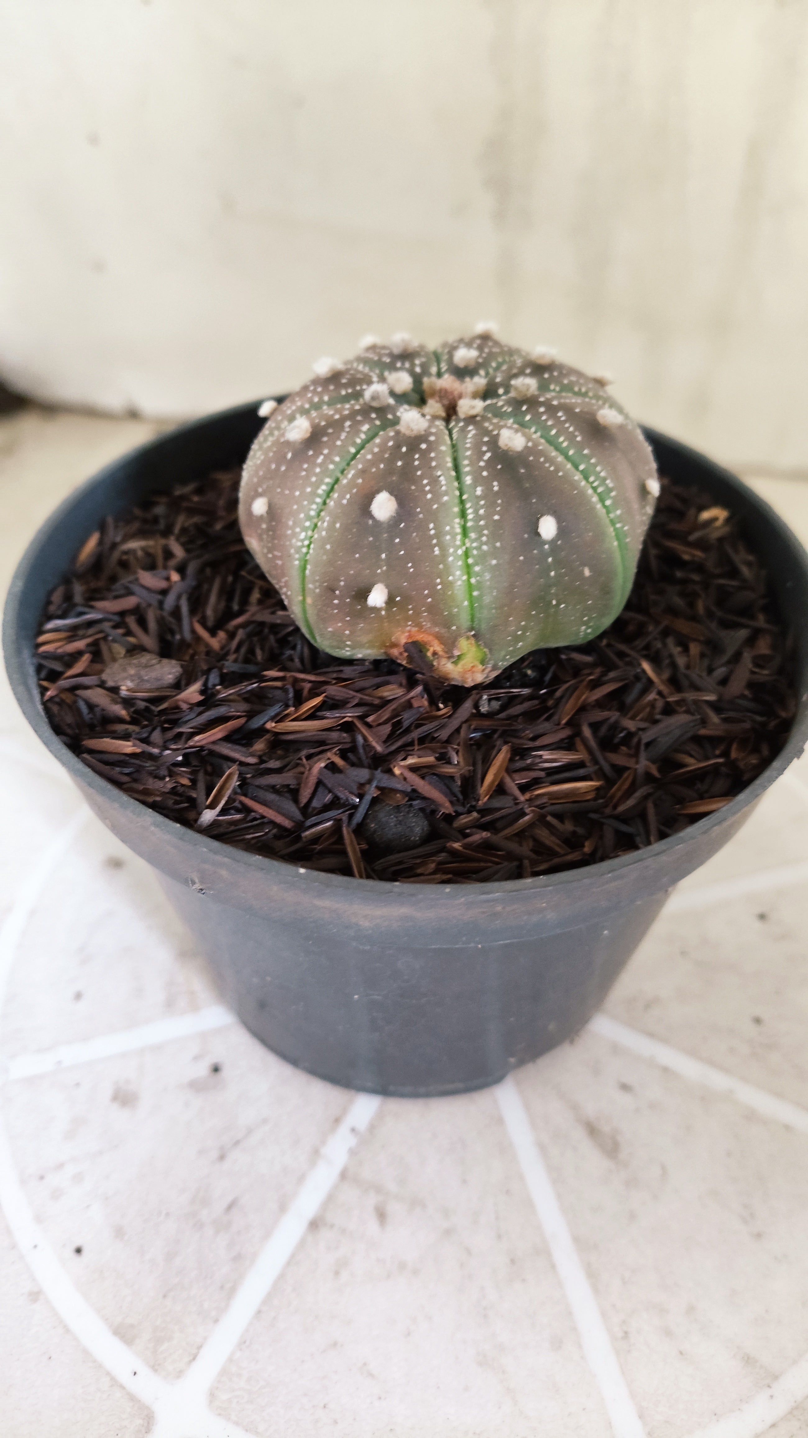 MATRIZ ASTROPHYTUM ASTÉRIAS "Purple - Star Shape" Nº 1160 – vaso 11