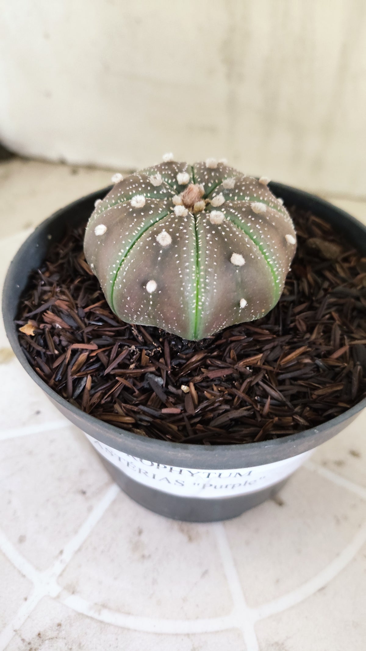 MATRIZ ASTROPHYTUM ASTÉRIAS "Purple - Star Shape" Nº 1160 – vaso 11