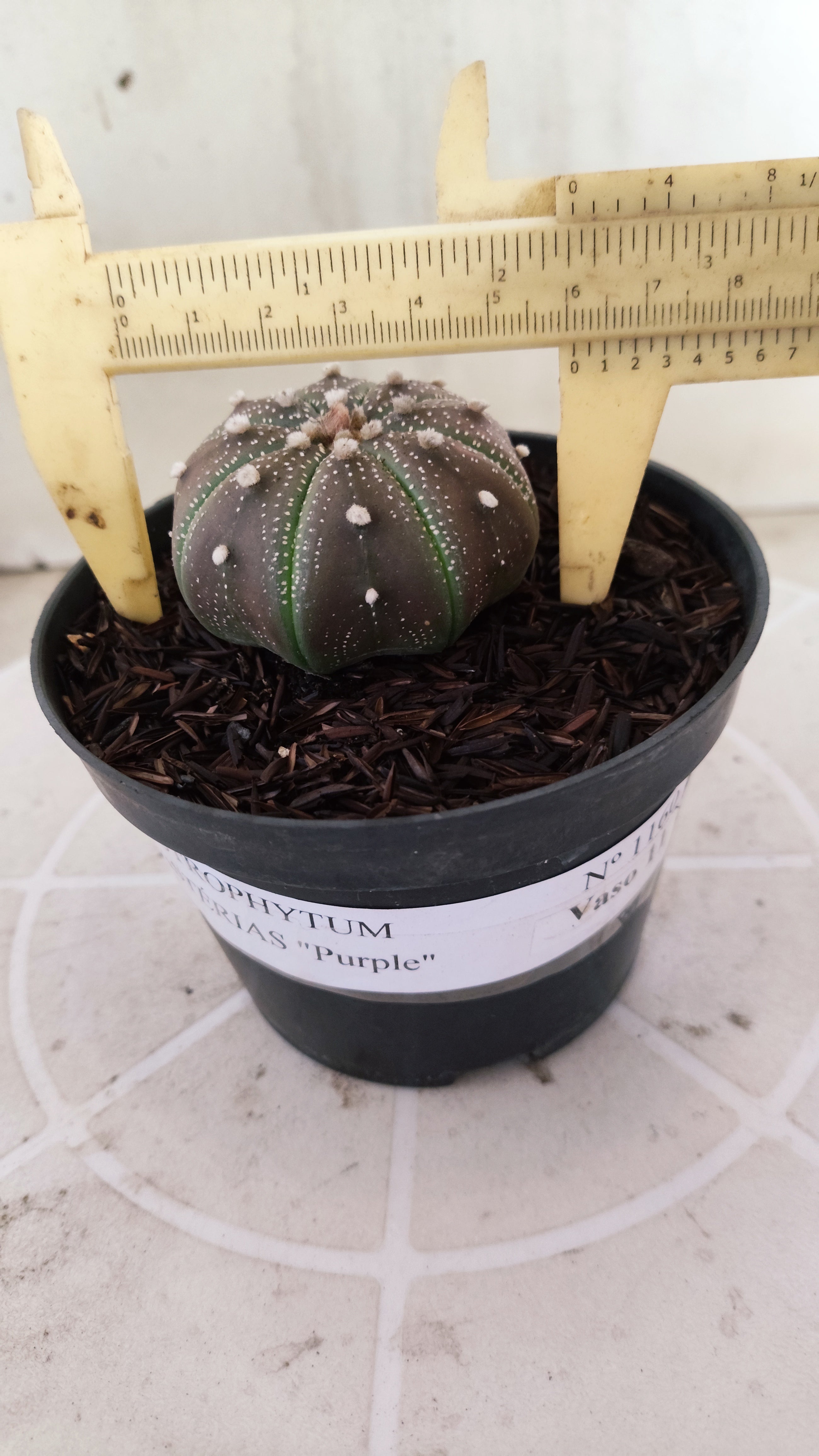 MATRIZ ASTROPHYTUM ASTÉRIAS "Purple - Star Shape" Nº 1160 – vaso 11