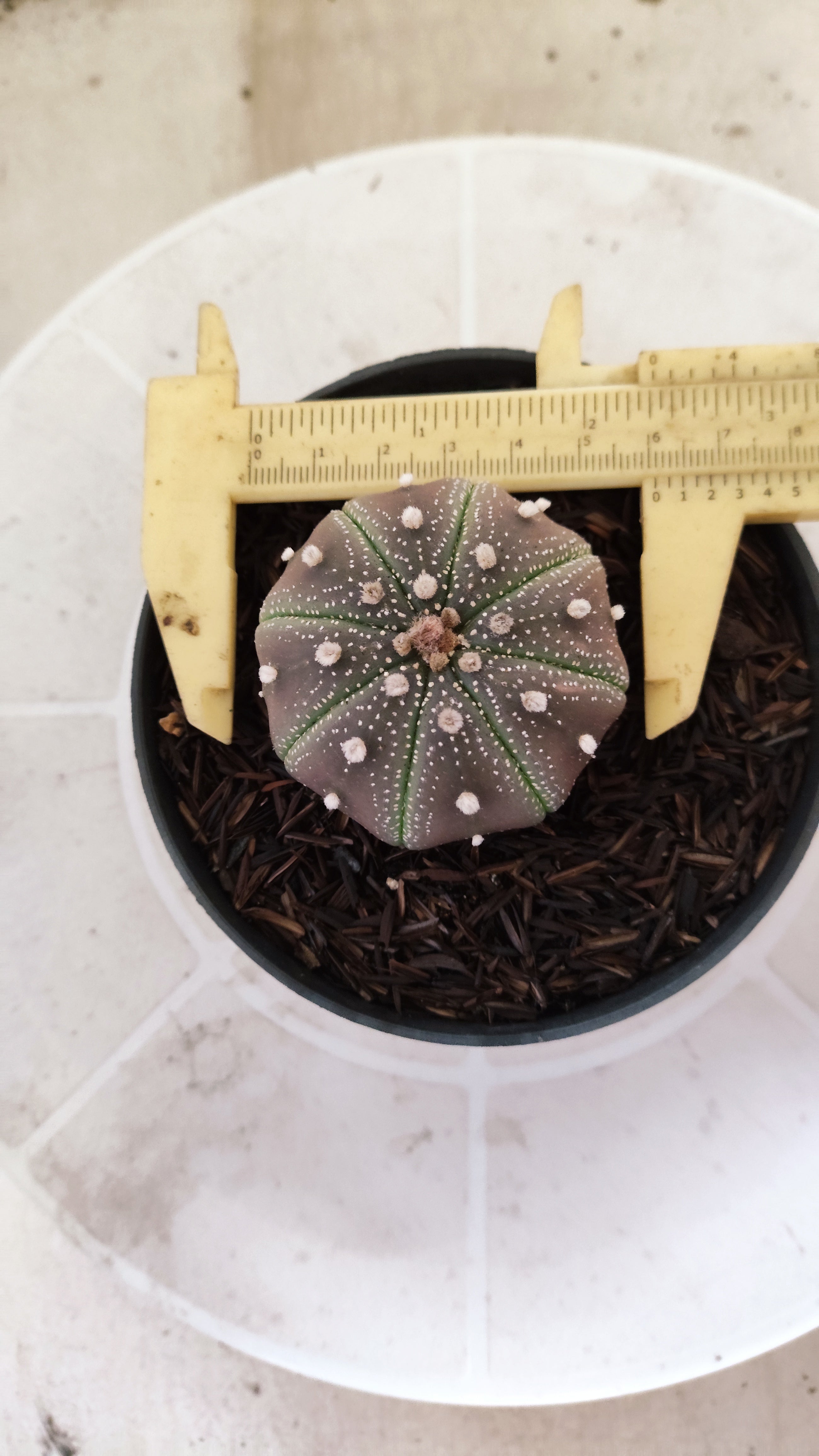 MATRIZ ASTROPHYTUM ASTÉRIAS "Purple - Star Shape" Nº 1160 – vaso 11
