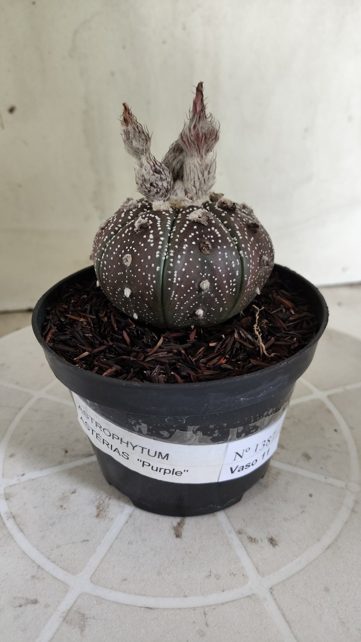 MATRIZ ASTROPHYTUM ASTÉRIAS "Purple - Star Shape" Nº 1387 – vaso 11