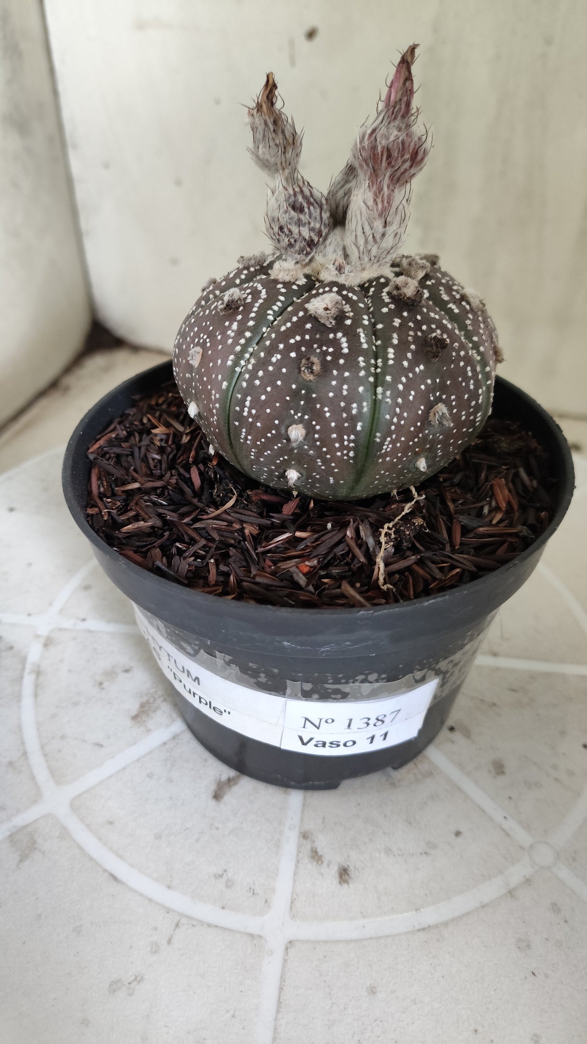 MATRIZ ASTROPHYTUM ASTÉRIAS "Purple - Star Shape" Nº 1387 – vaso 11
