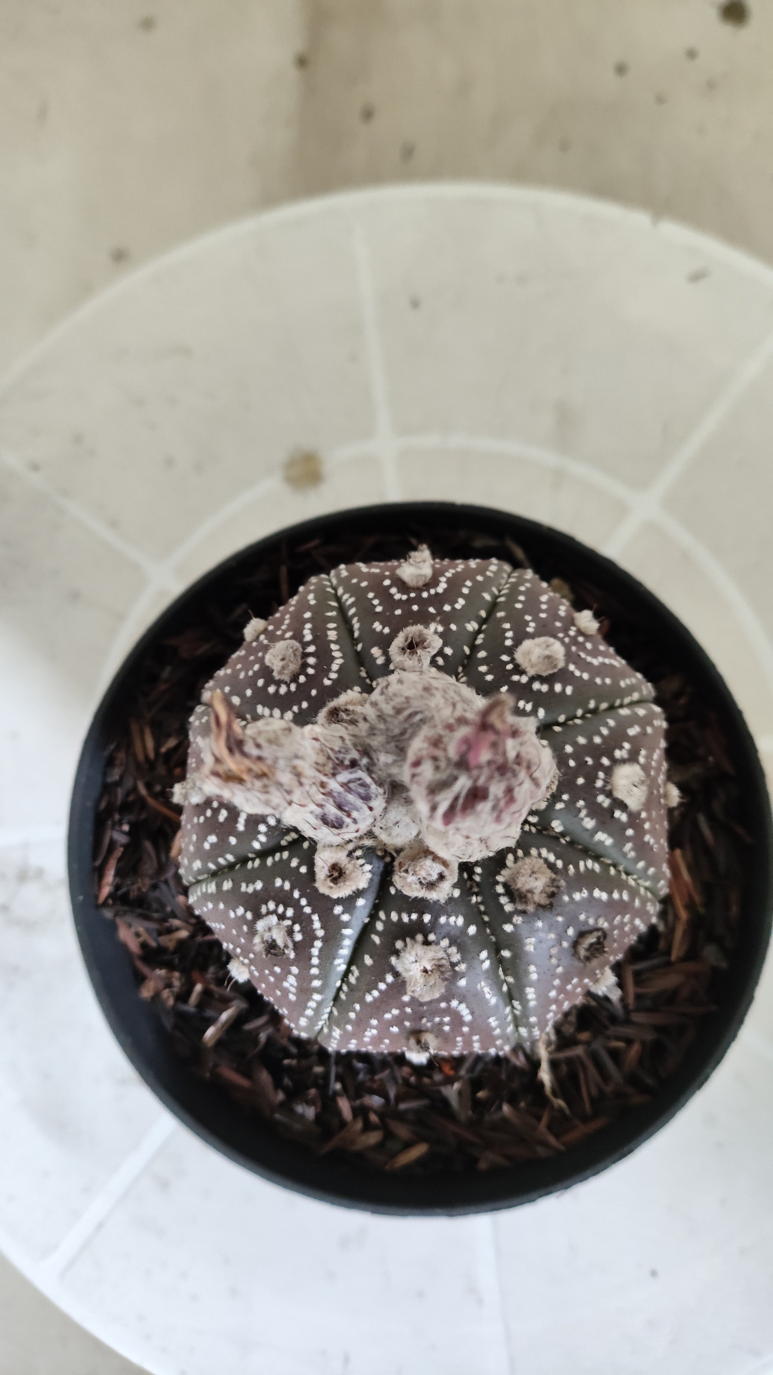 MATRIZ ASTROPHYTUM ASTÉRIAS "Purple - Star Shape" Nº 1387 – vaso 11