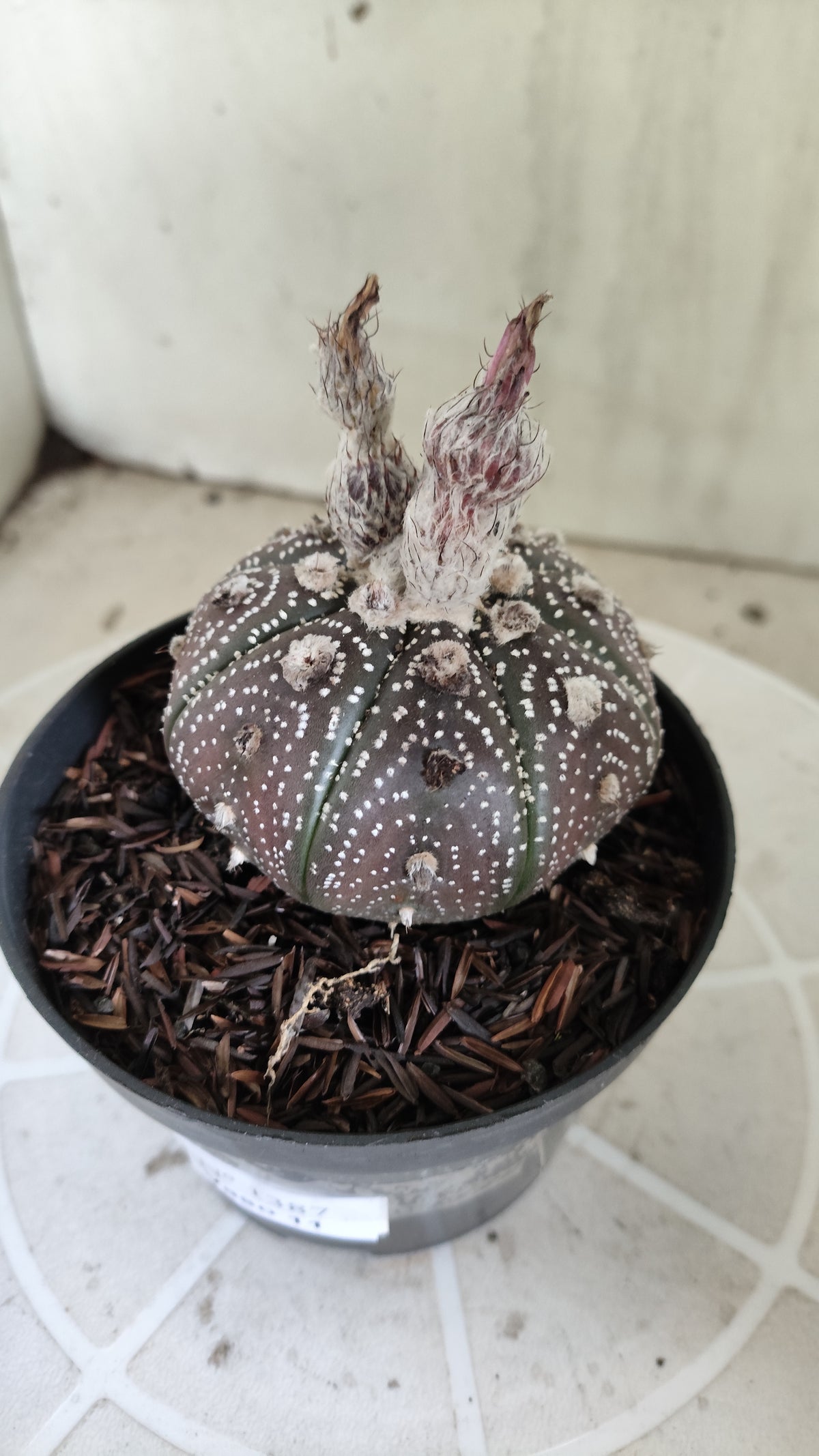 MATRIZ ASTROPHYTUM ASTÉRIAS "Purple - Star Shape" Nº 1387 – vaso 11
