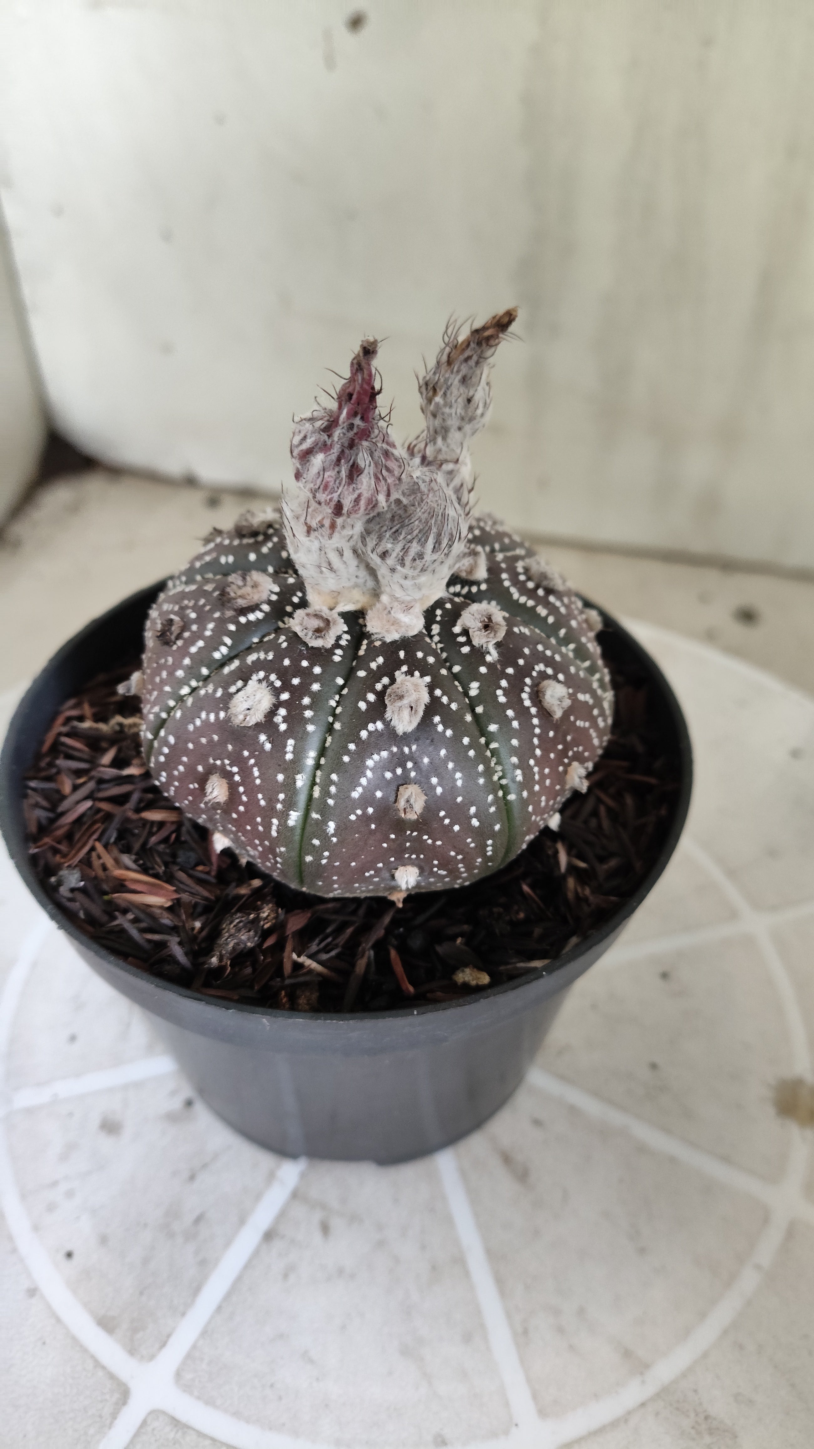 MATRIZ ASTROPHYTUM ASTÉRIAS "Purple - Star Shape" Nº 1387 – vaso 11