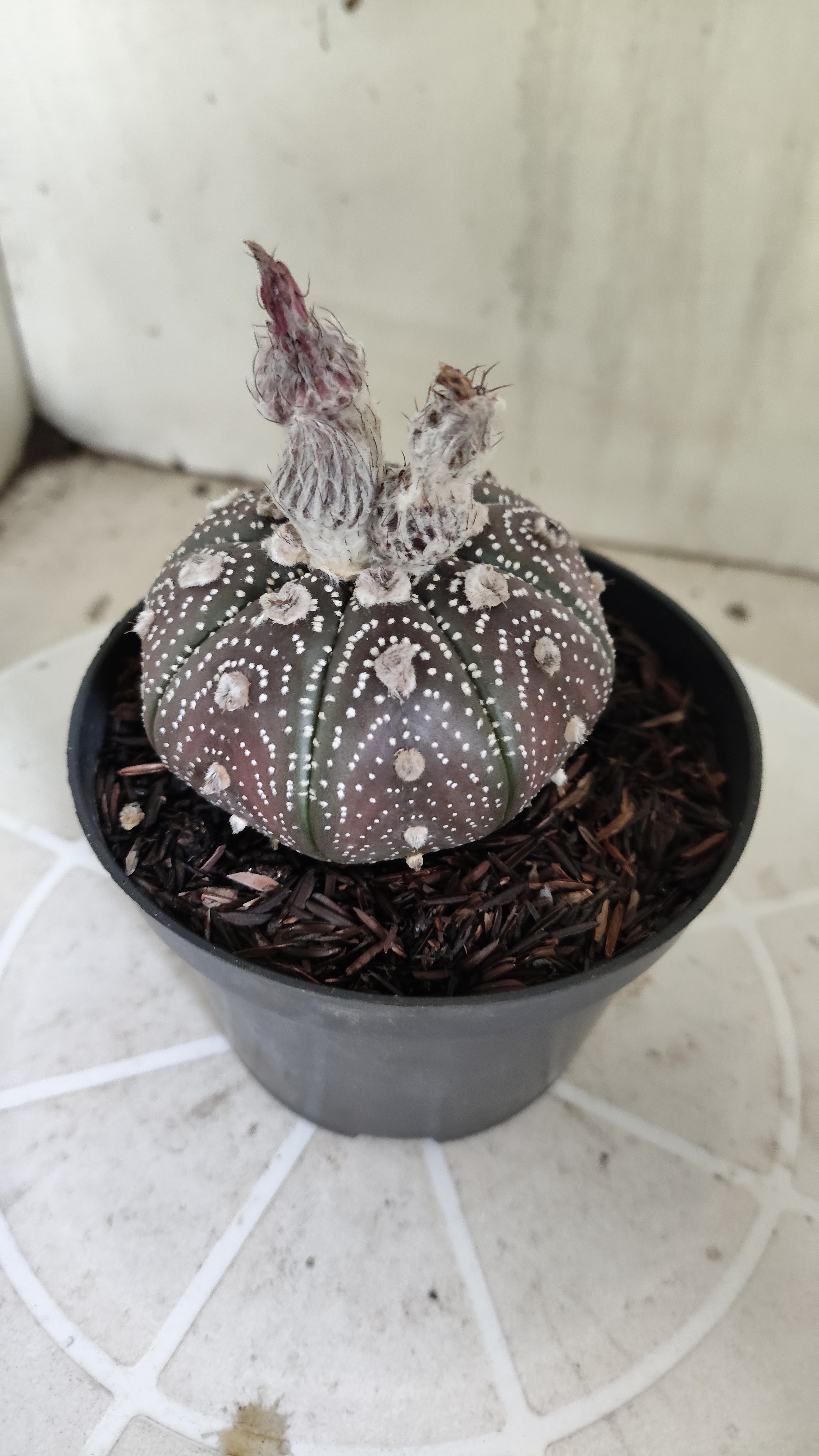 MATRIZ ASTROPHYTUM ASTÉRIAS "Purple - Star Shape" Nº 1387 – vaso 11