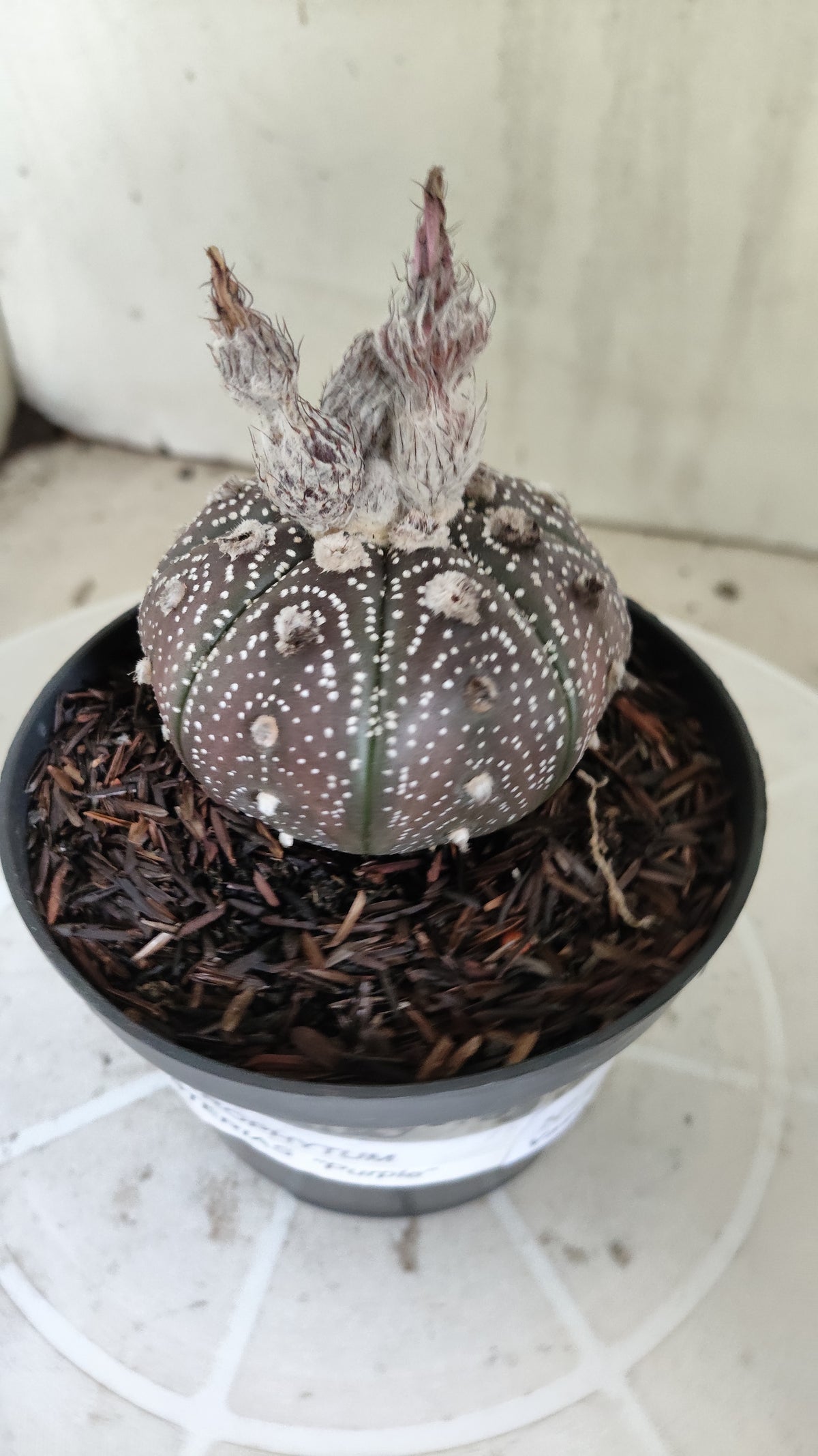 MATRIZ ASTROPHYTUM ASTÉRIAS "Purple - Star Shape" Nº 1387 – vaso 11