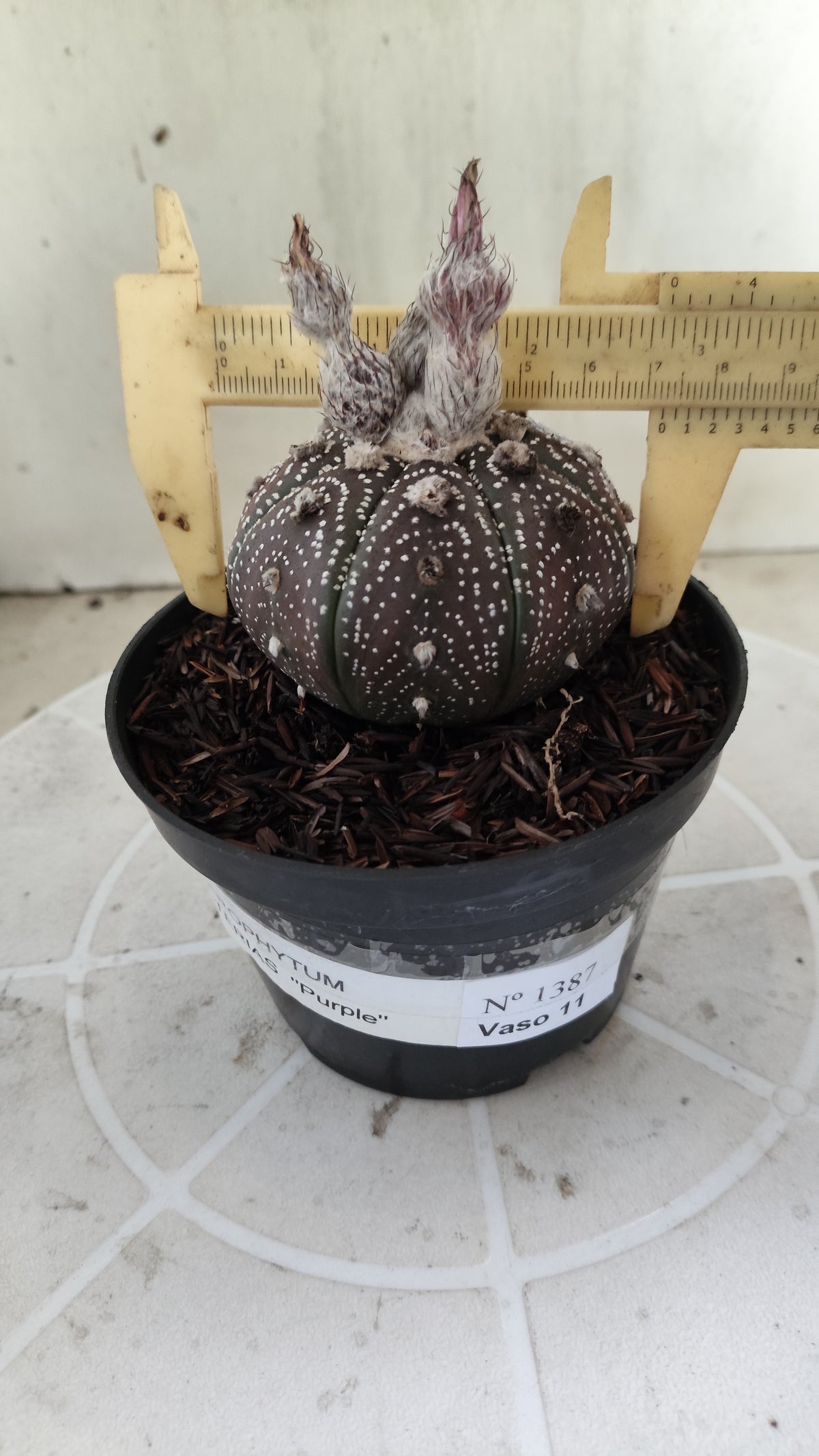MATRIZ ASTROPHYTUM ASTÉRIAS "Purple - Star Shape" Nº 1387 – vaso 11