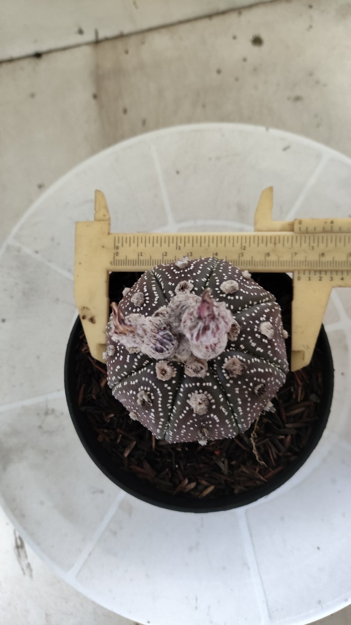 MATRIZ ASTROPHYTUM ASTÉRIAS "Purple - Star Shape" Nº 1387 – vaso 11