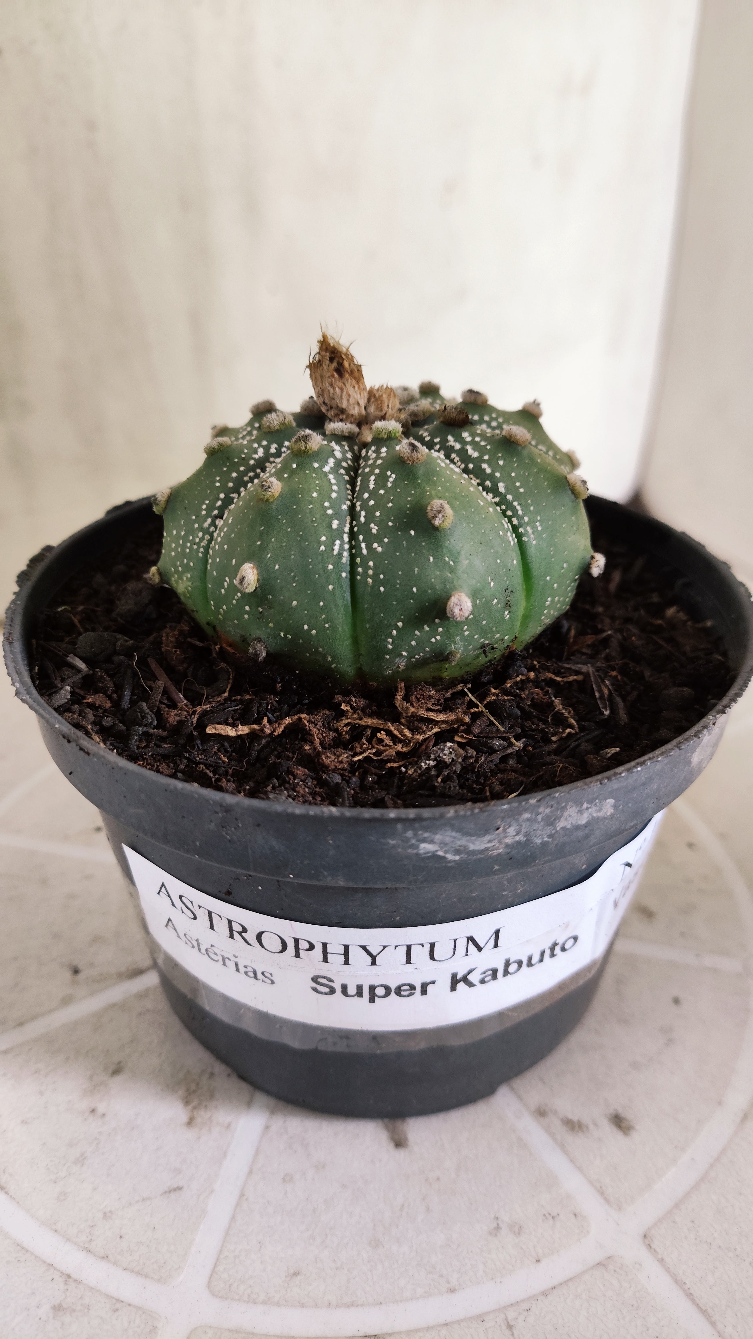 ASTROPHYTUM ASTERIAS SUPER KABUTO Nº 1413 – vaso 11
