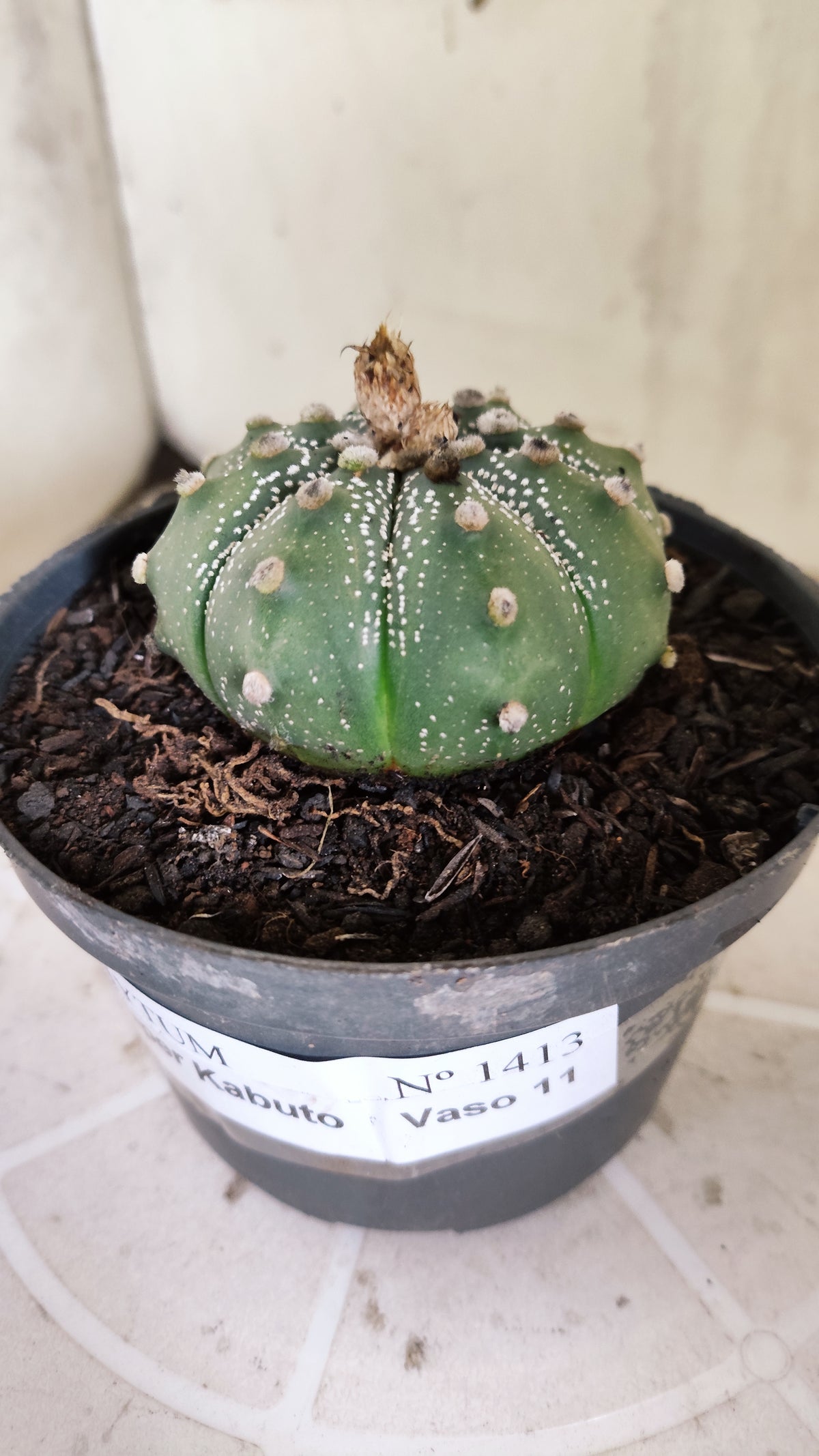 ASTROPHYTUM ASTERIAS SUPER KABUTO Nº 1413 – vaso 11