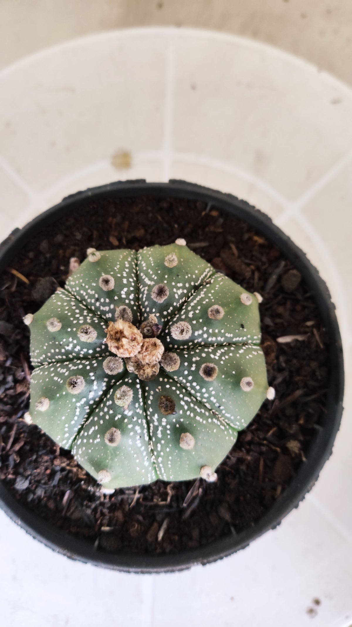 ASTROPHYTUM ASTERIAS SUPER KABUTO Nº 1413 – vaso 11